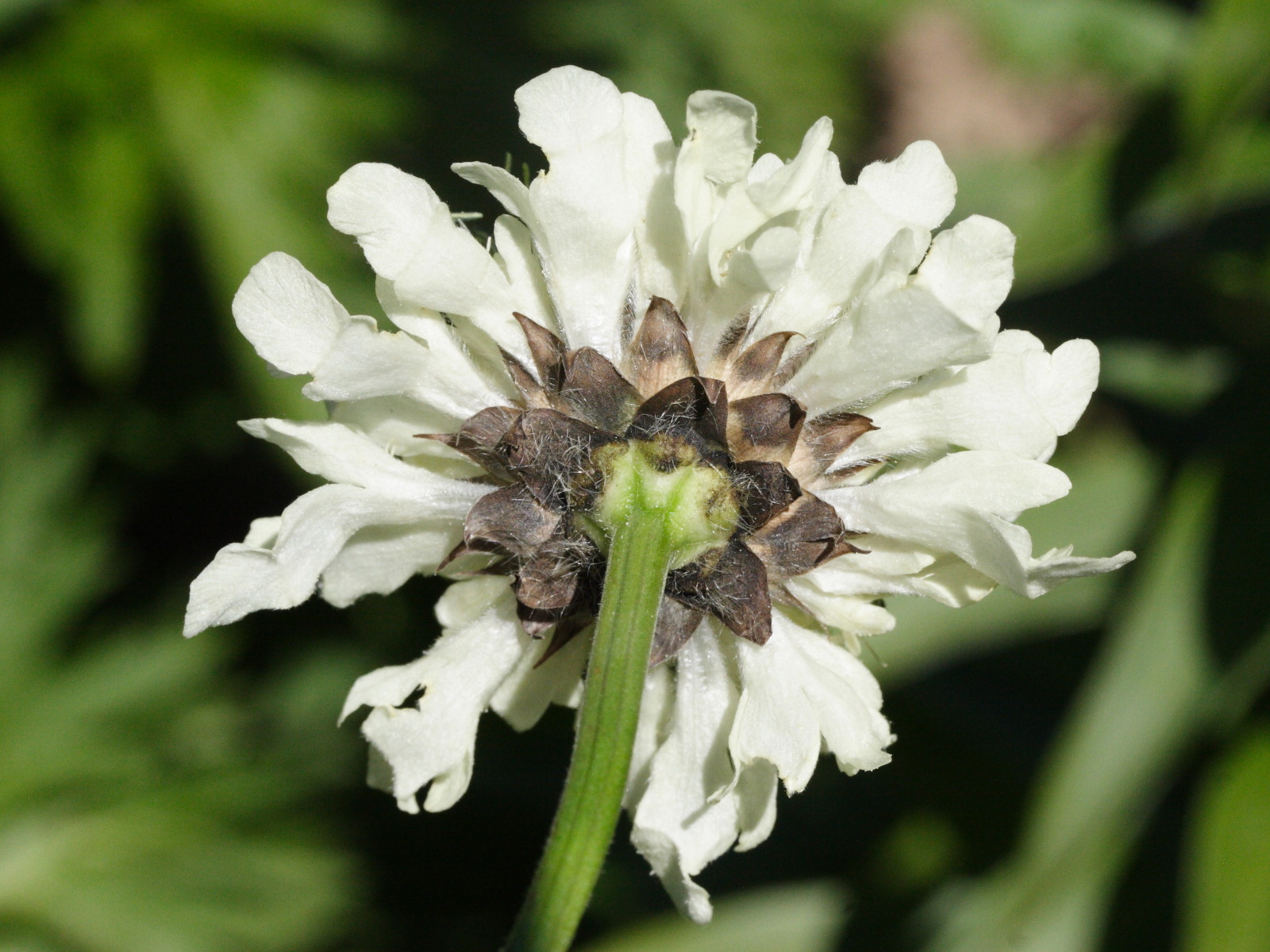 cephalaria_gigantea2md