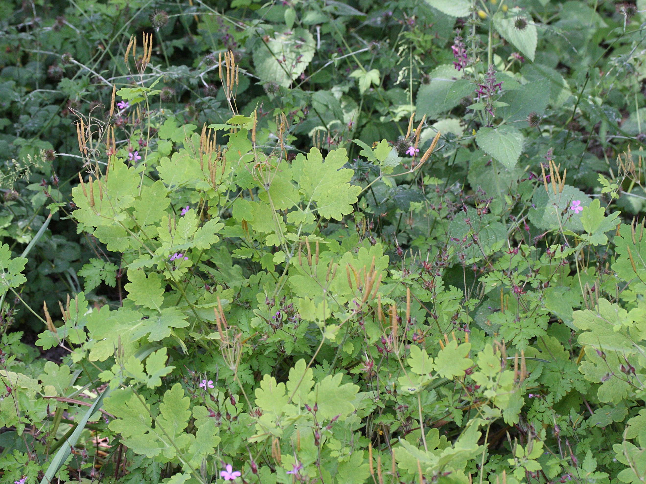 Afficher le média chelidonium_majus4md chelidonium_majus4md