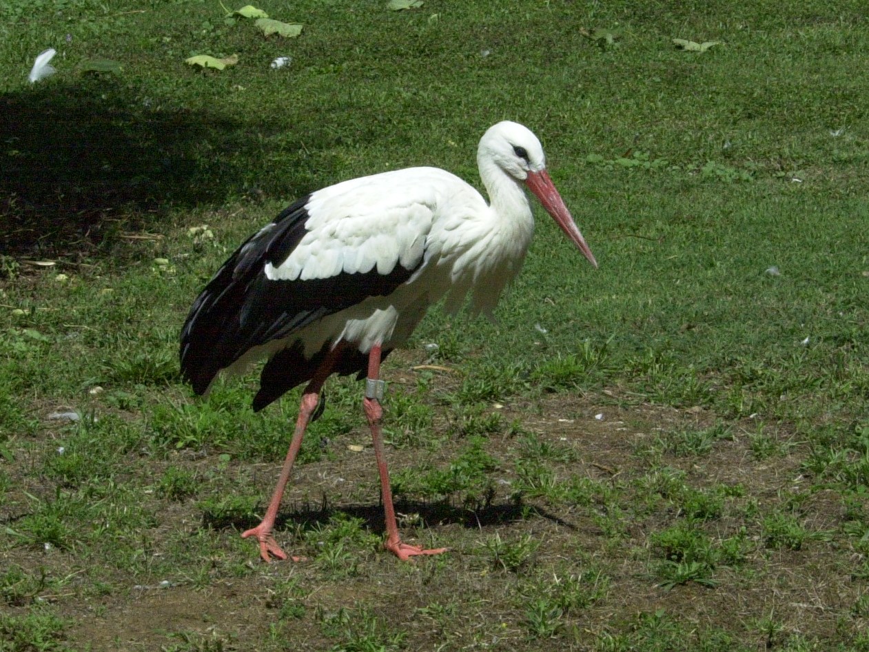 cigogne_blanche_-_ciconia_ciconia3md
