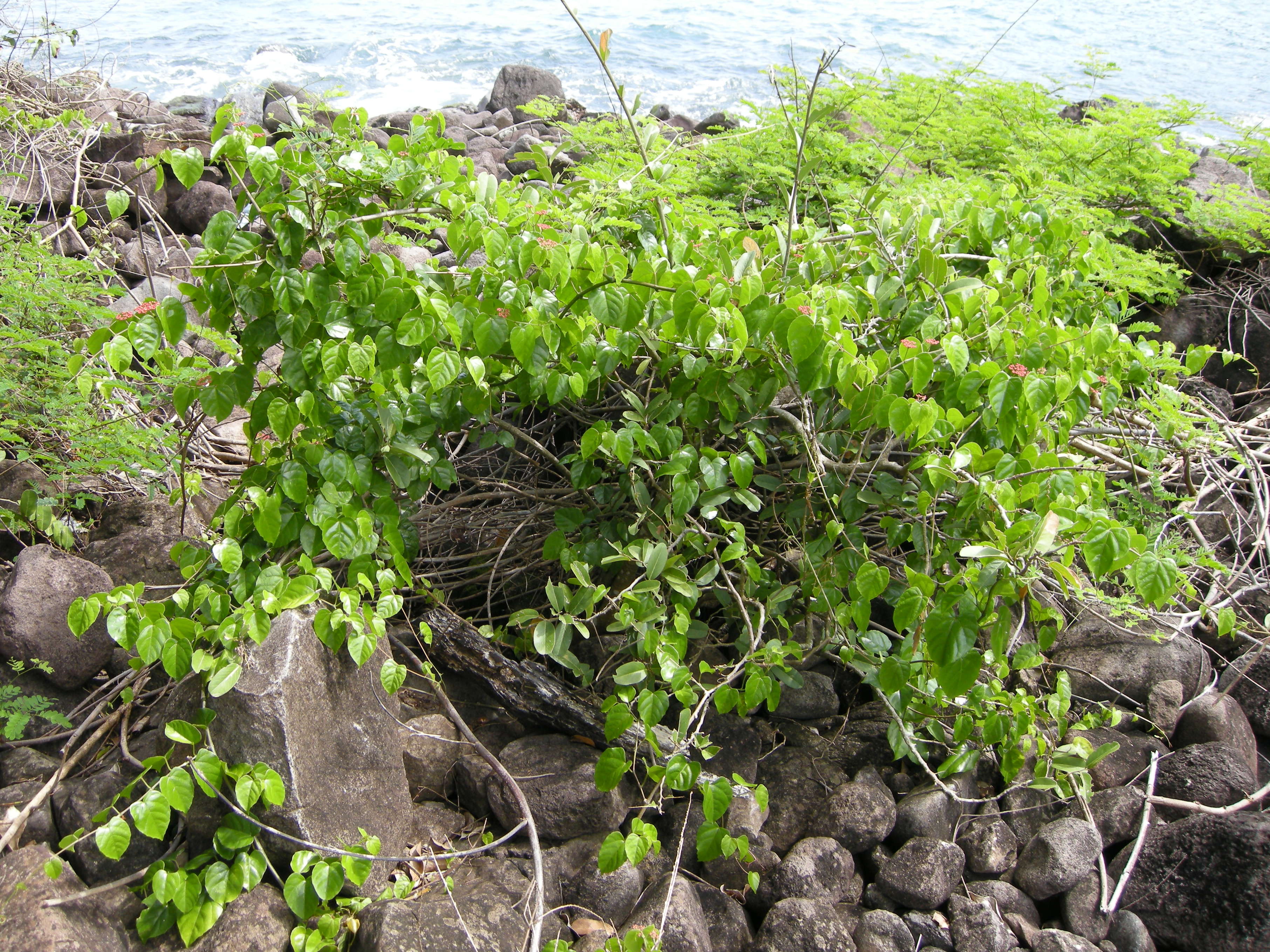 cissus_verticillata3md