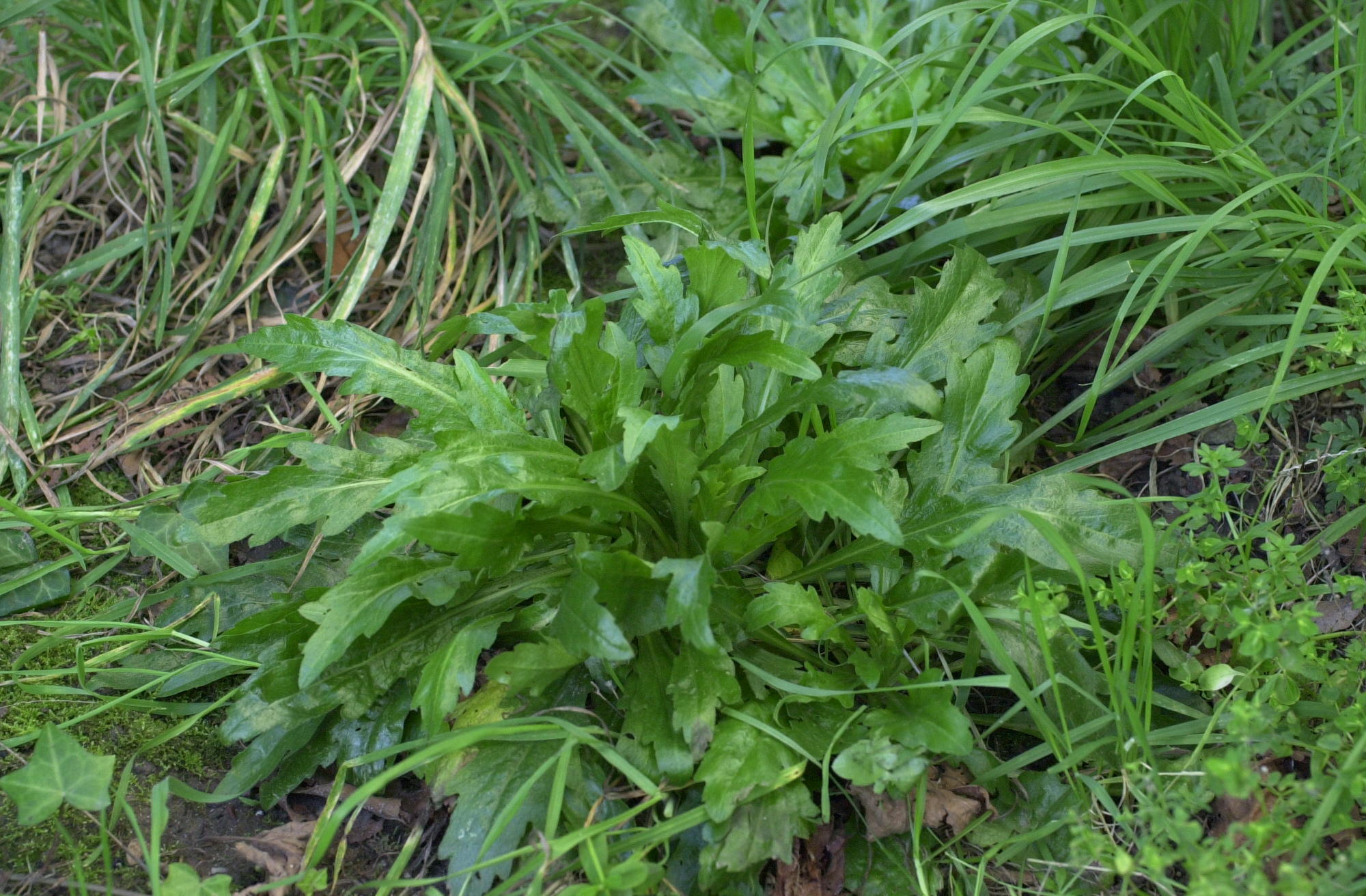 Afficher le média conyza_canadensis1md conyza_canadensis1md