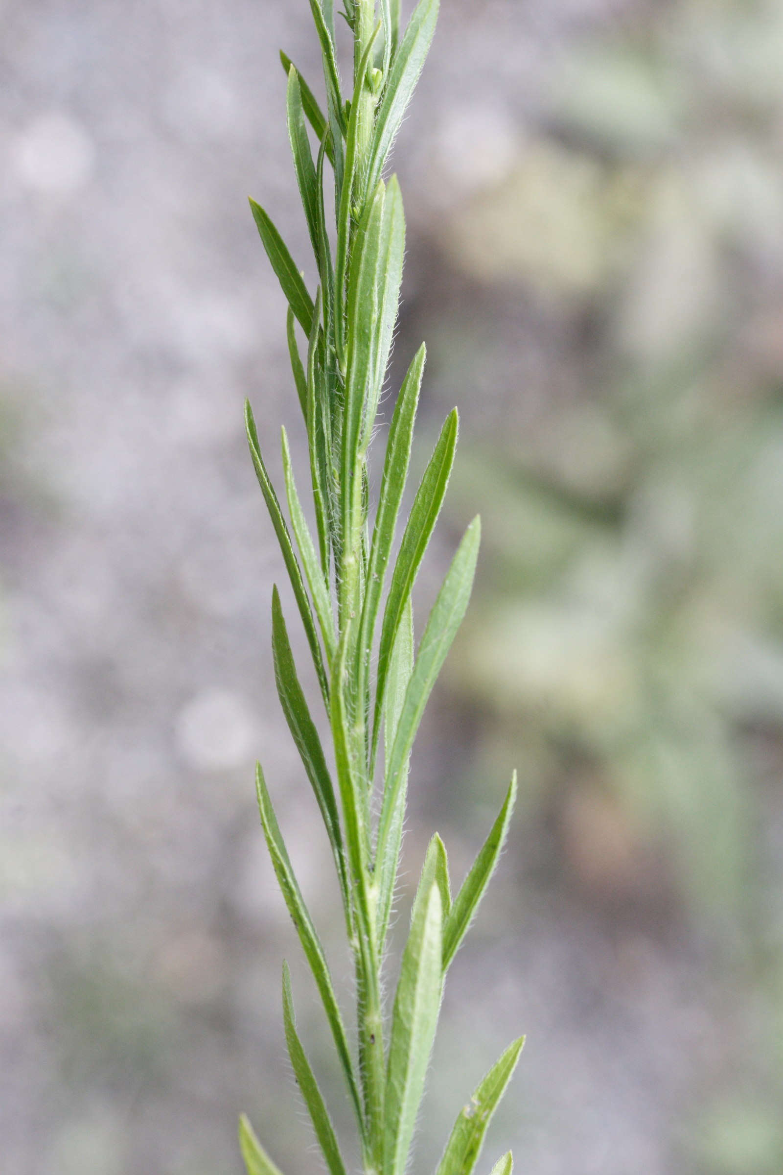 Afficher le média conyza_canadensis5md conyza_canadensis5md