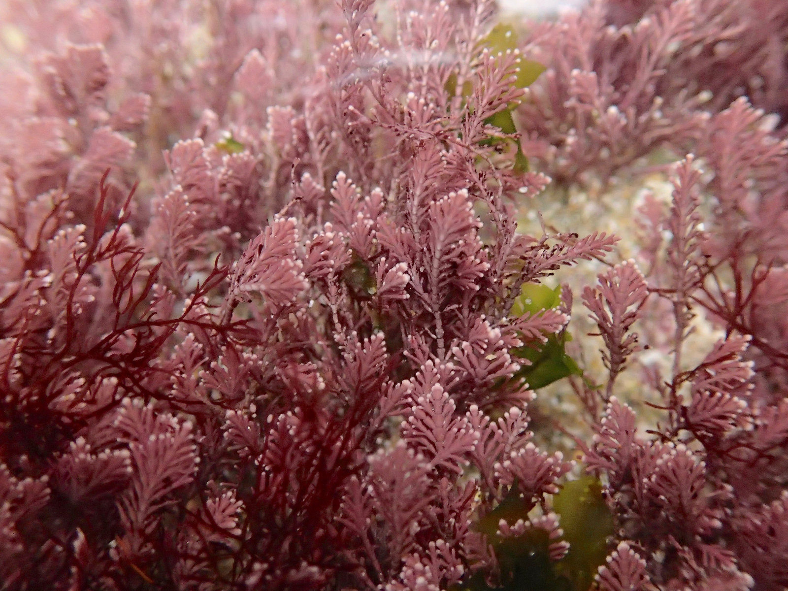 corallina_officinalis5md