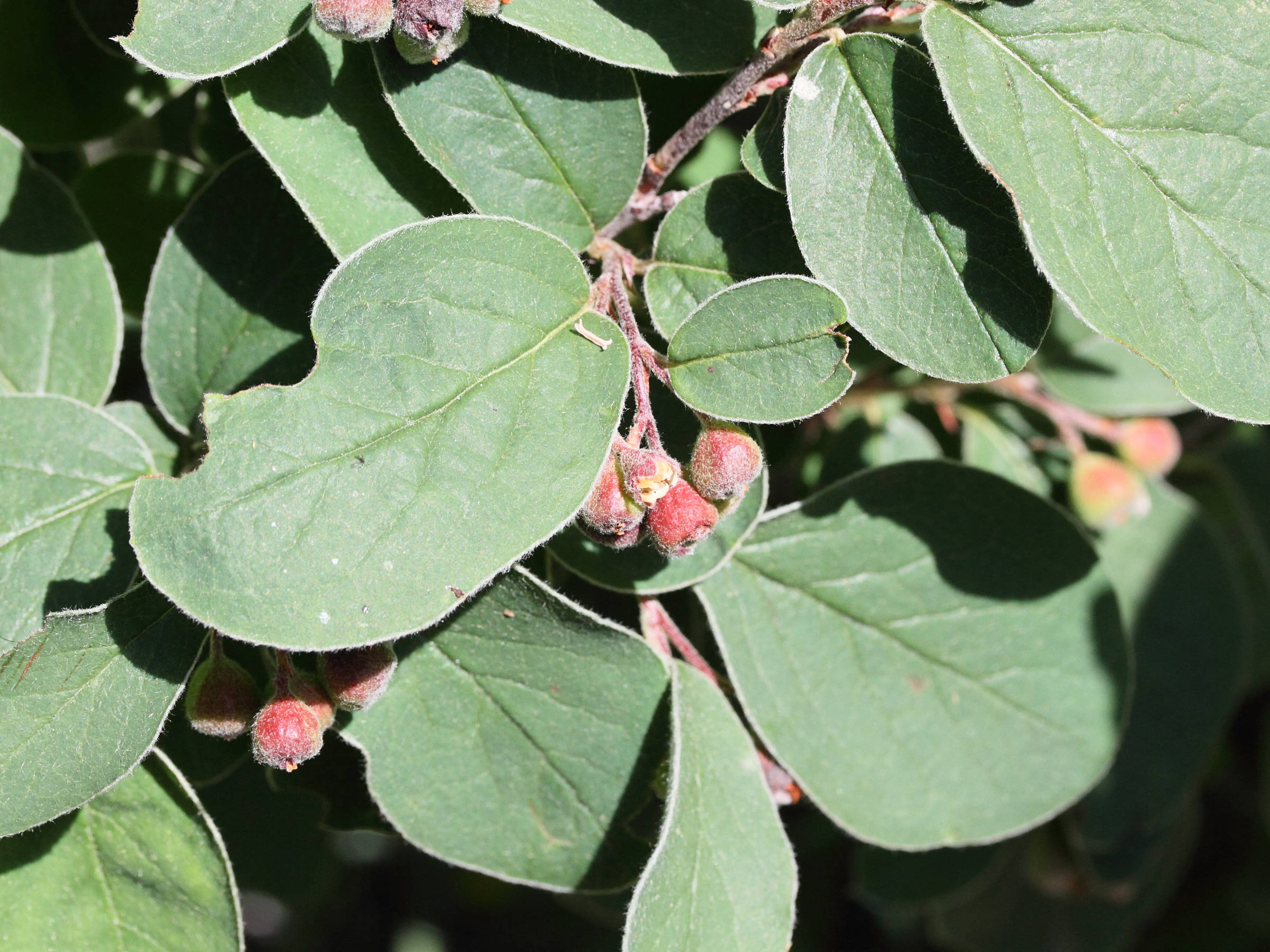 cotoneaster_delphinensis1md