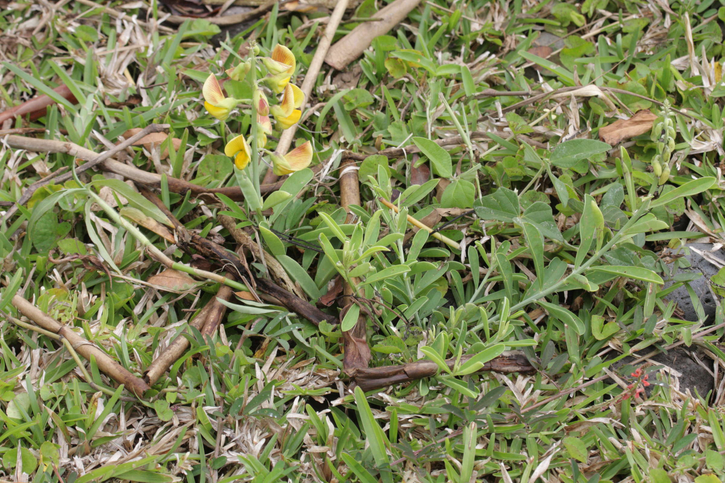crotalaria_retusa1bd