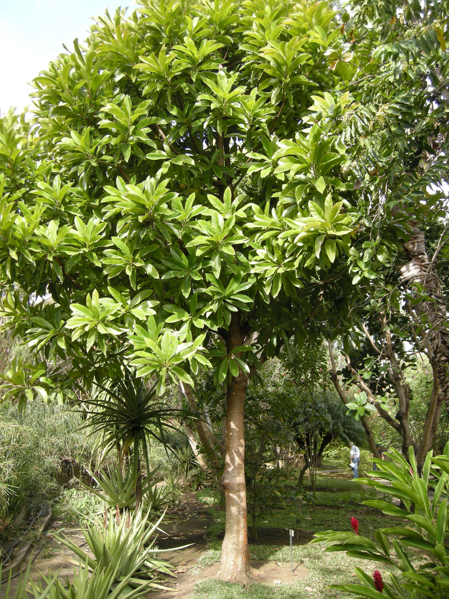 dillenia_indica2md