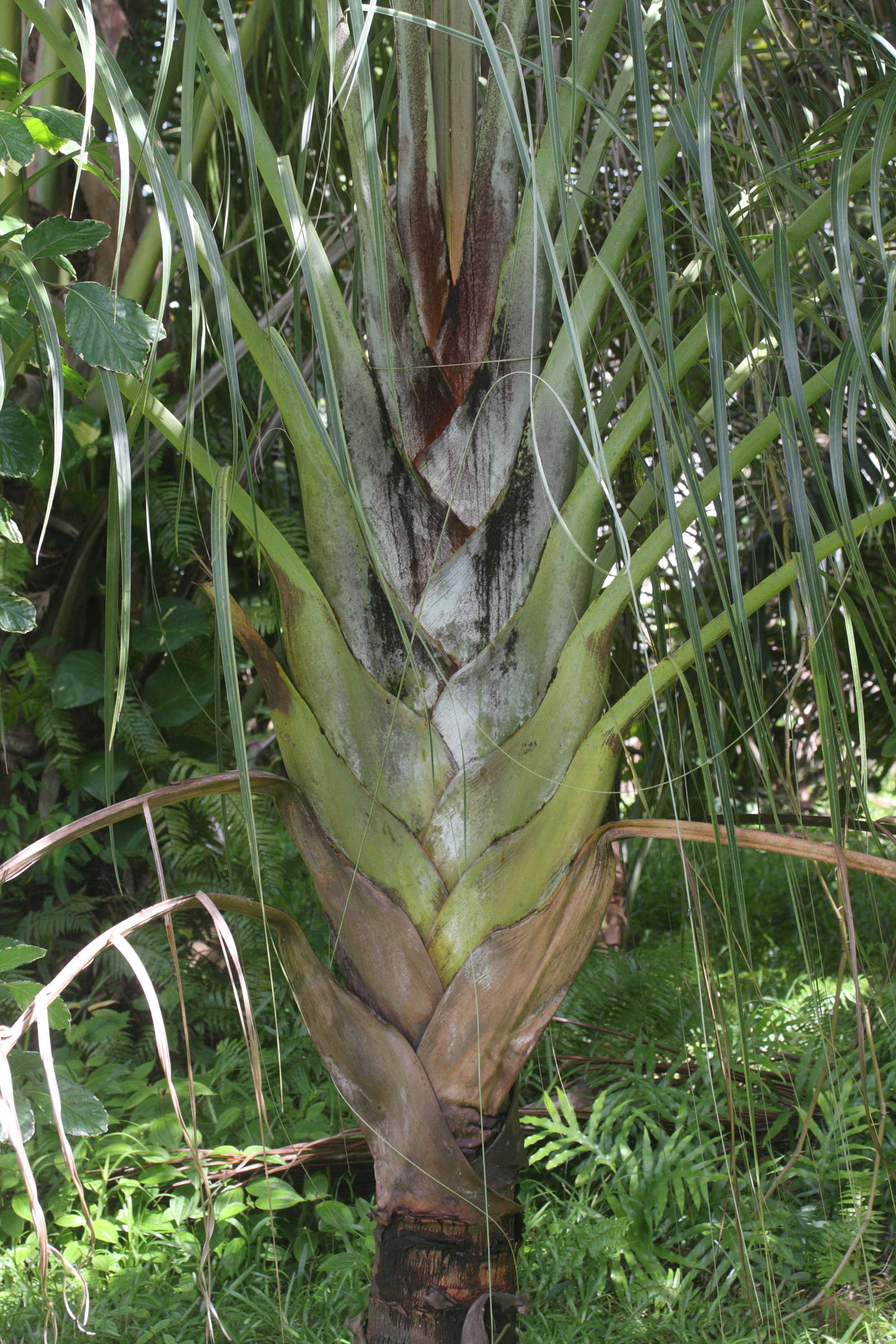 dypsis_decaryi5md