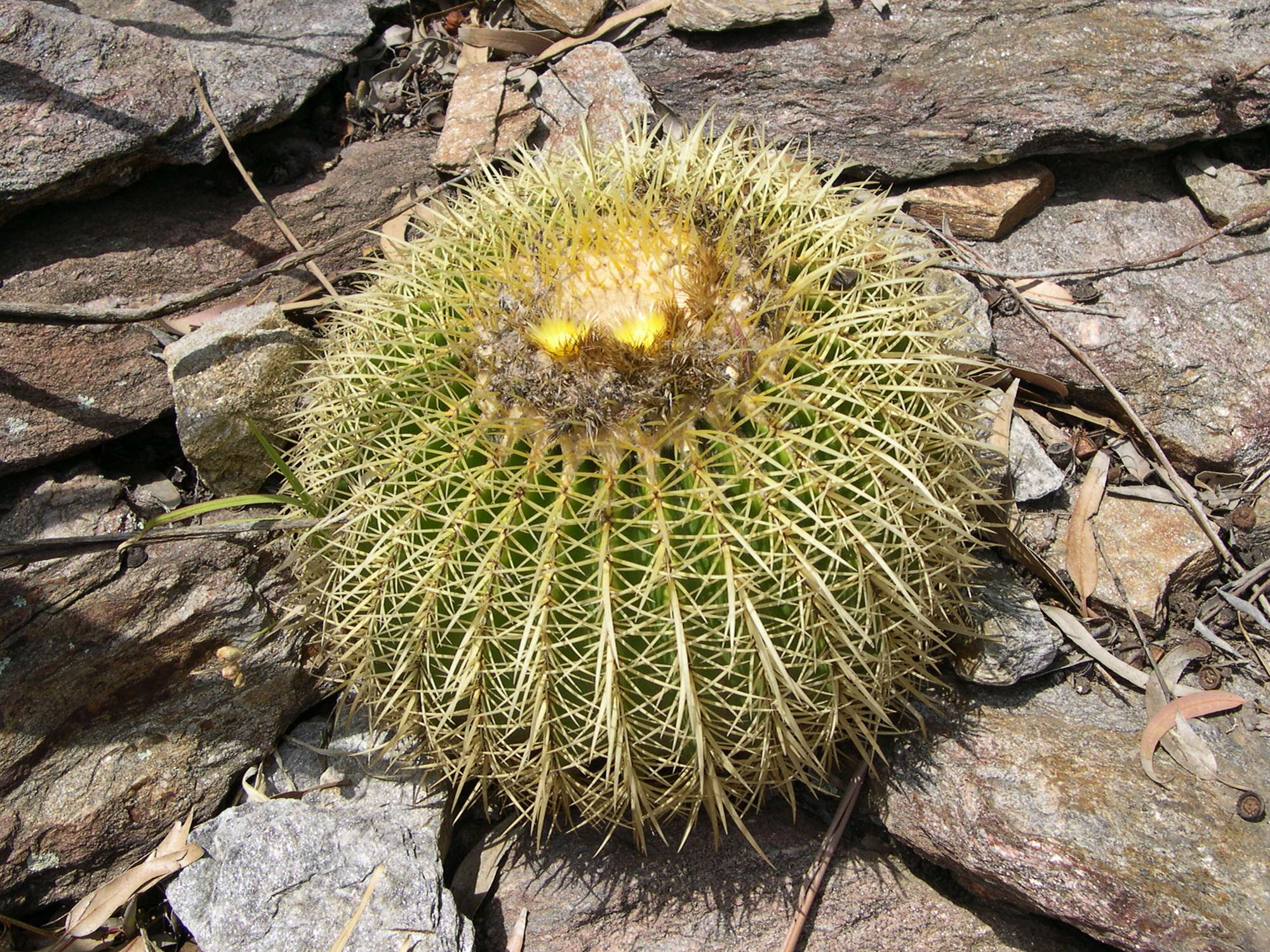 Afficher le média echinocactus_grusonii1md echinocactus_grusonii1md