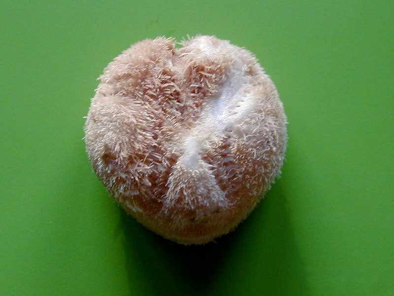 echinocardium_cordatum5md