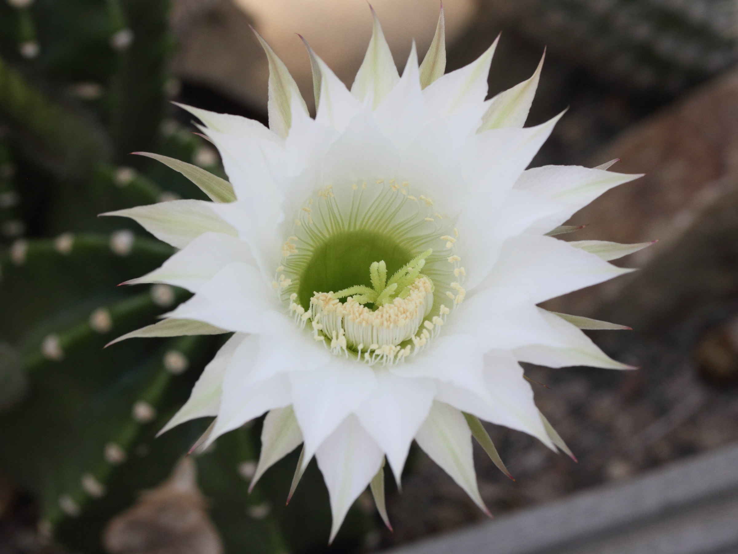 Afficher le média echinopsis_oxygona3md echinopsis_oxygona3md