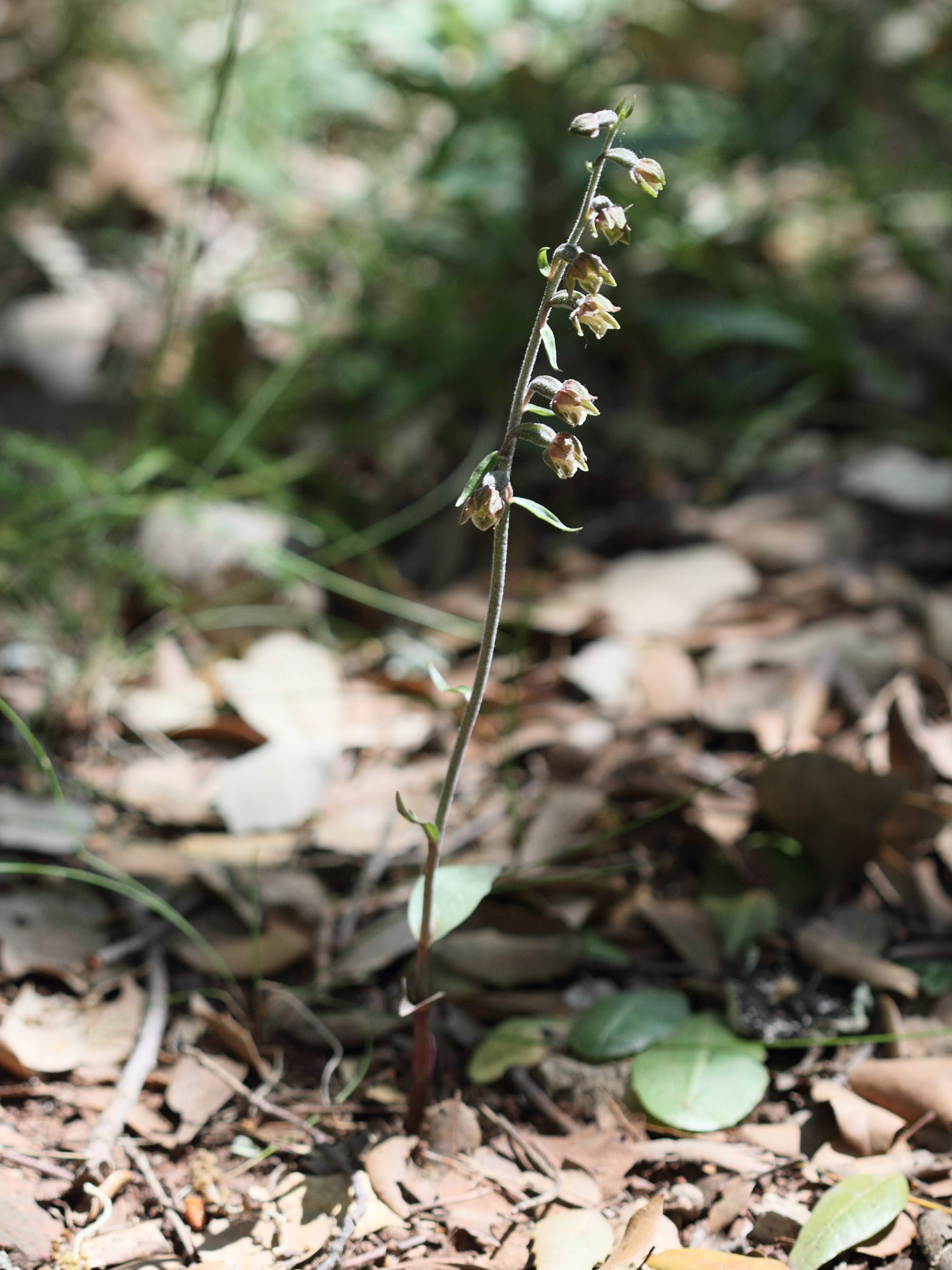 epipactis_microphylla1bd