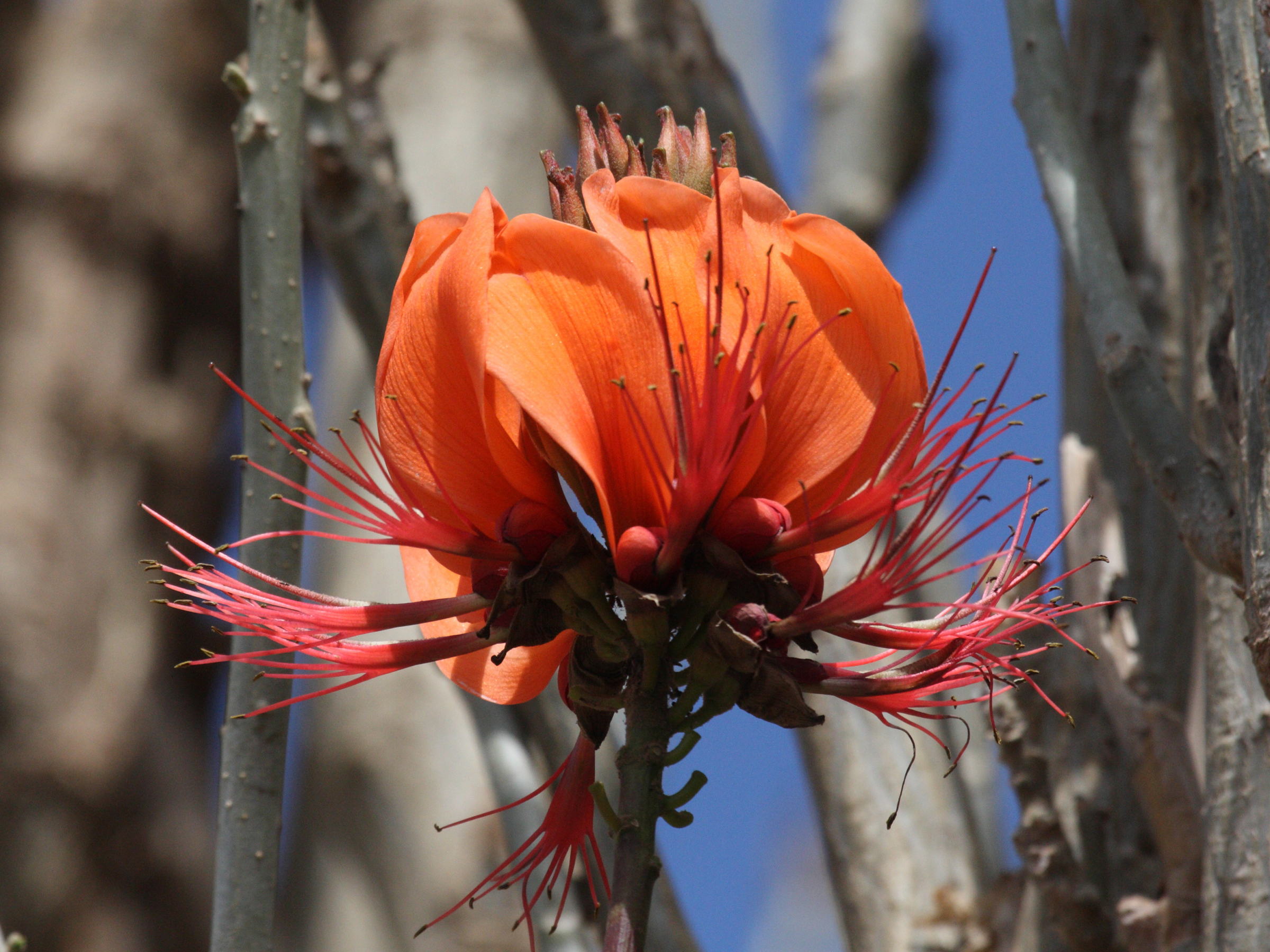 erythrina_corallodendrum4bd