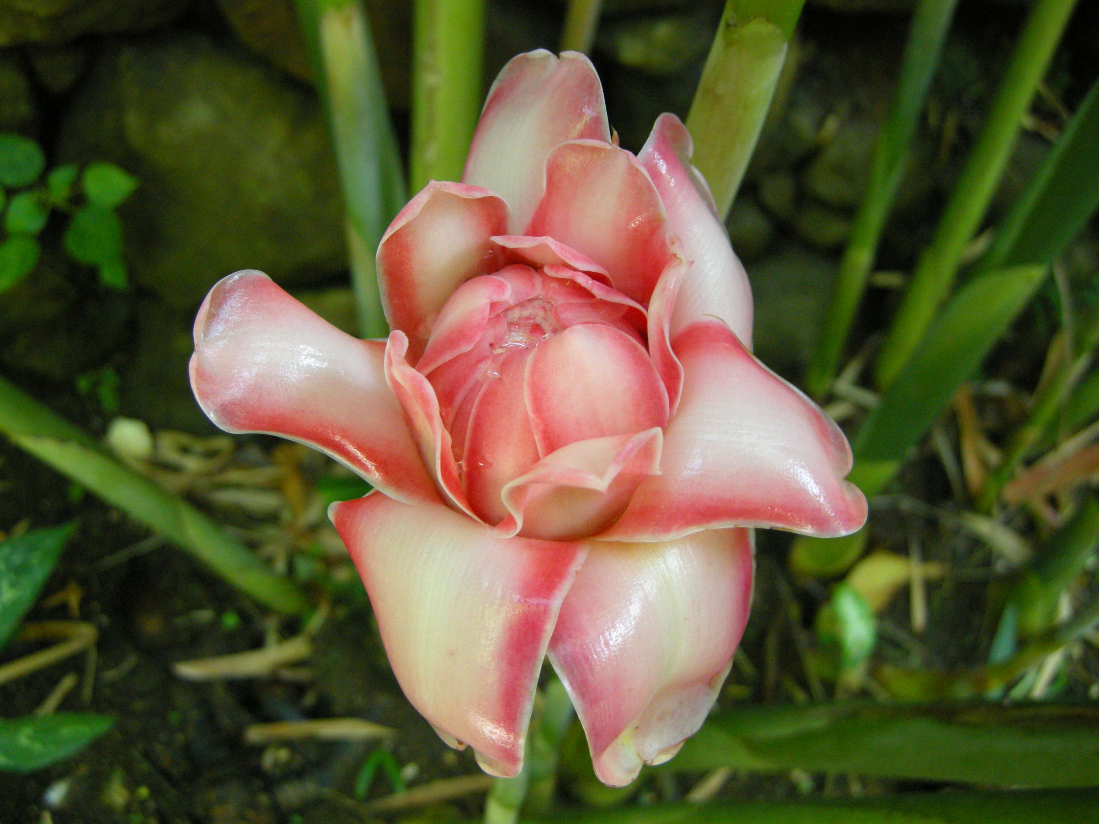 etlingera_elatior2md