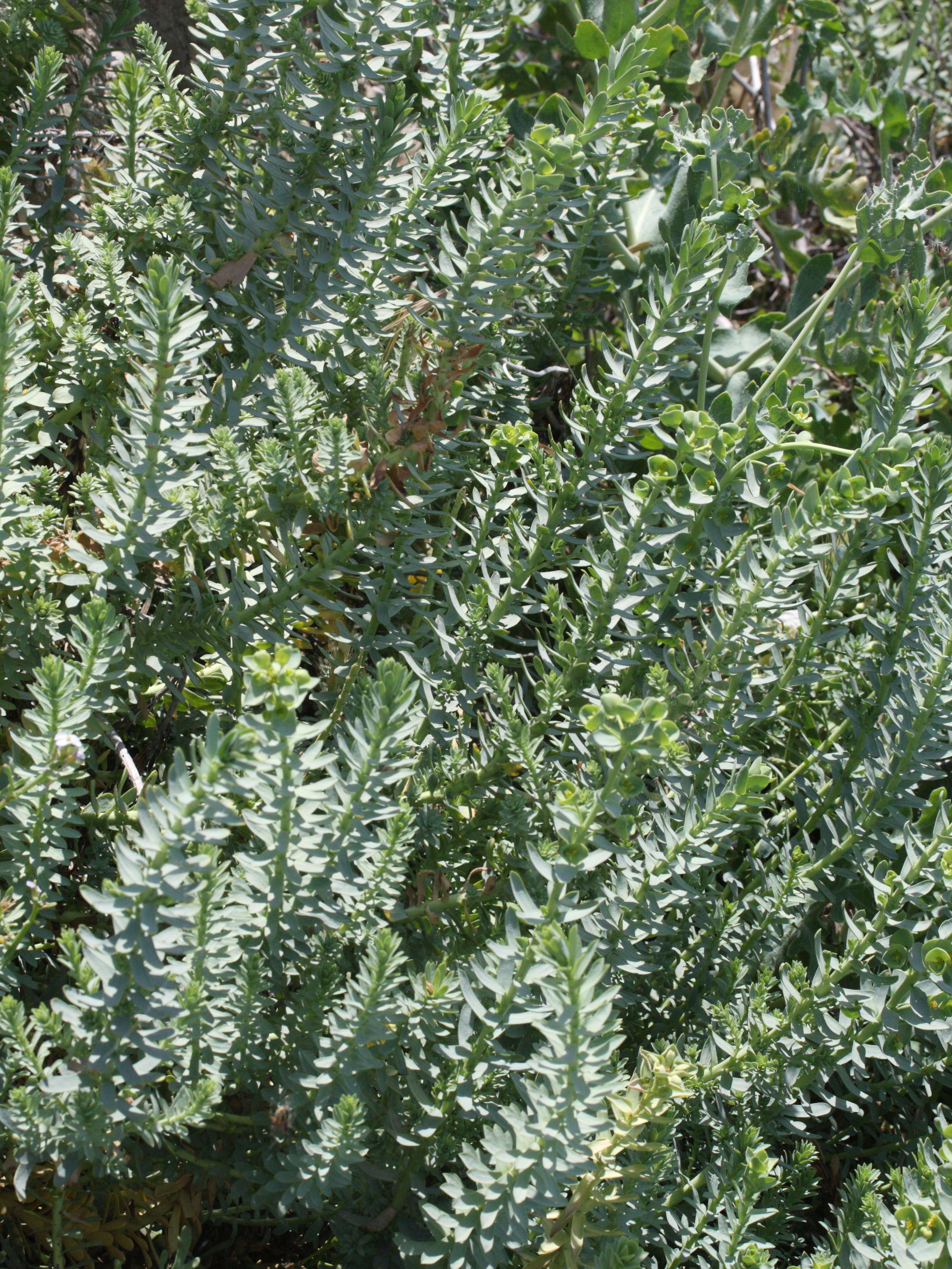 Afficher le média euphorbia_paralias1md euphorbia_paralias1md