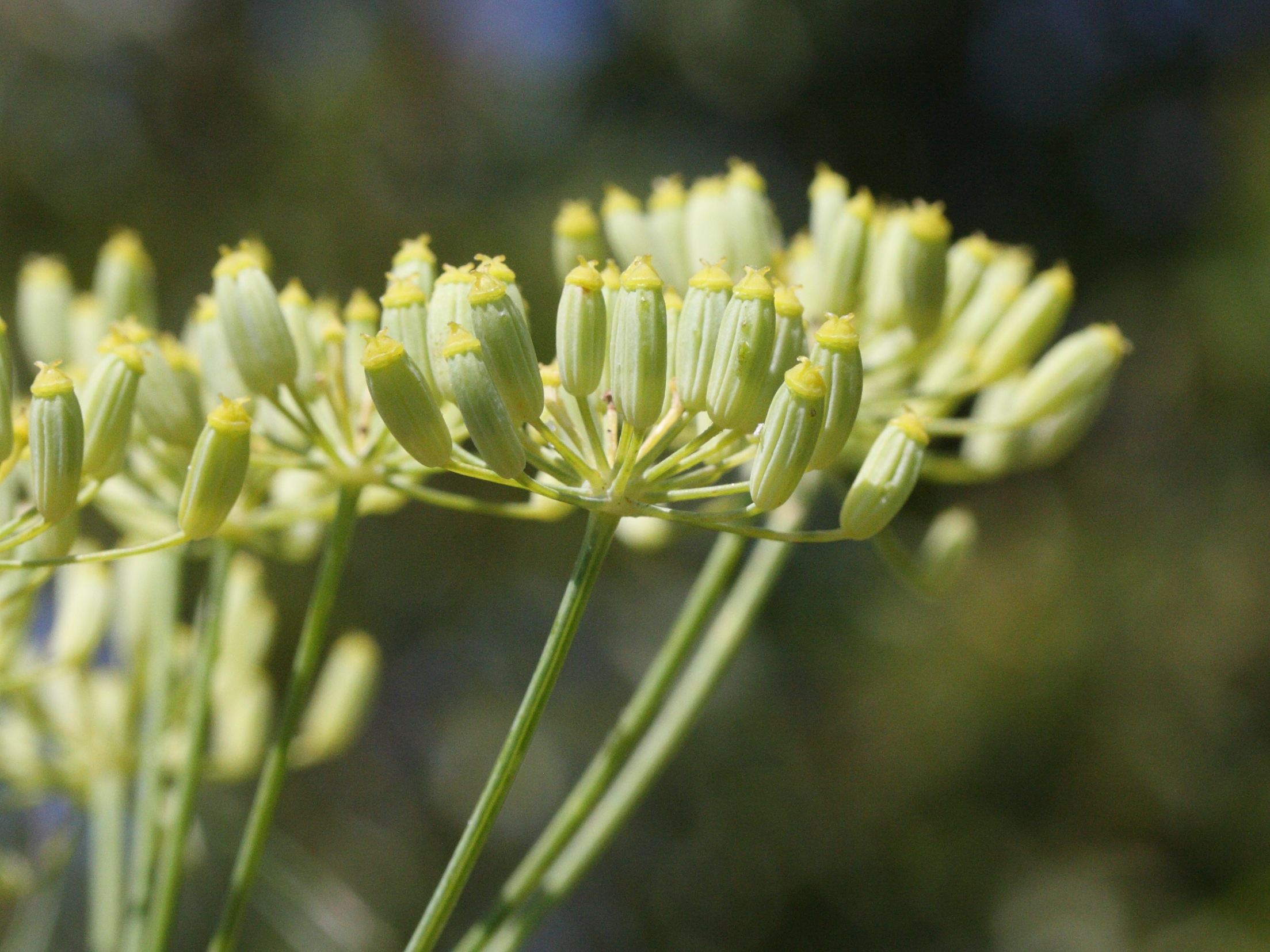 foeniculum_vulgare3md