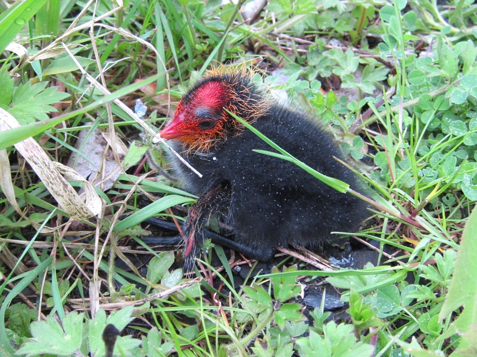 foulque_macroule_-_fulica_atra11bd