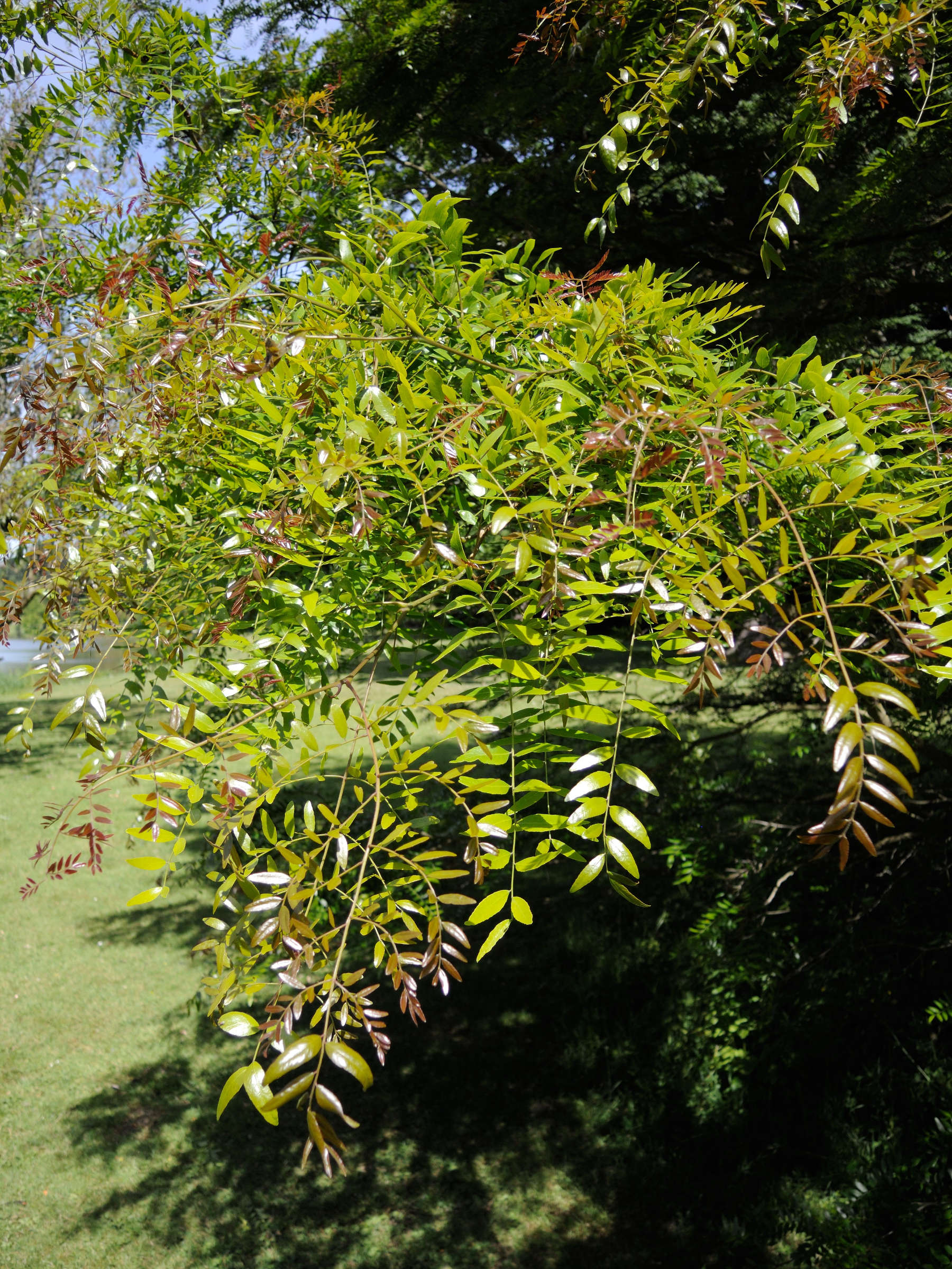 gleditsia_aquatica2md