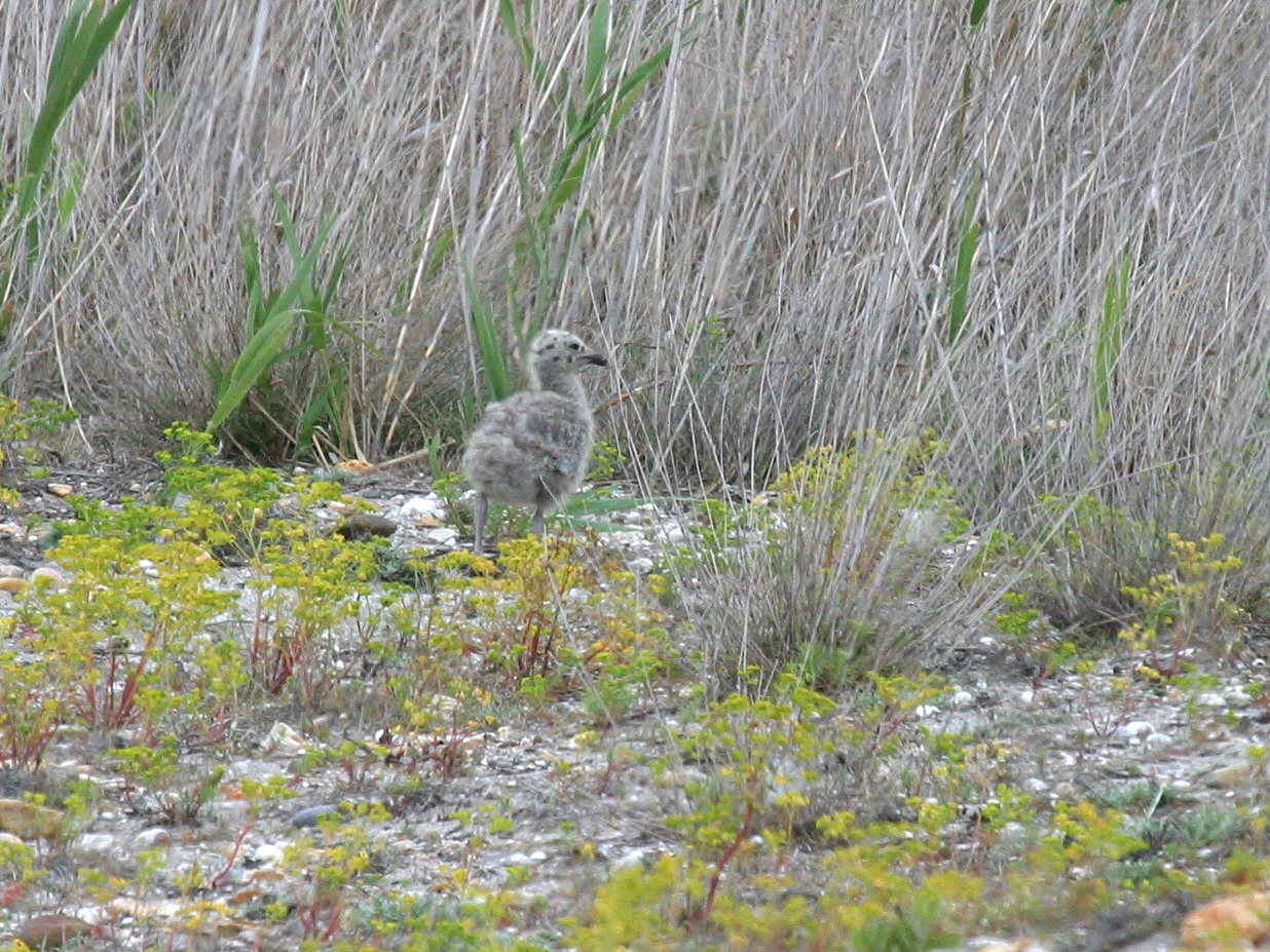 goeland_leucophee_-_larus_michahellis4bd