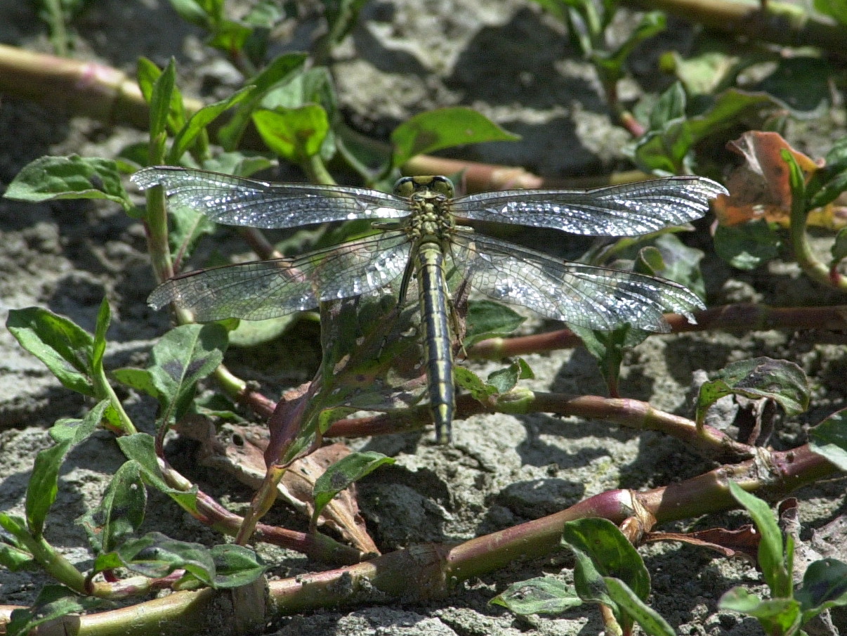 gomphus_pulchellus2md