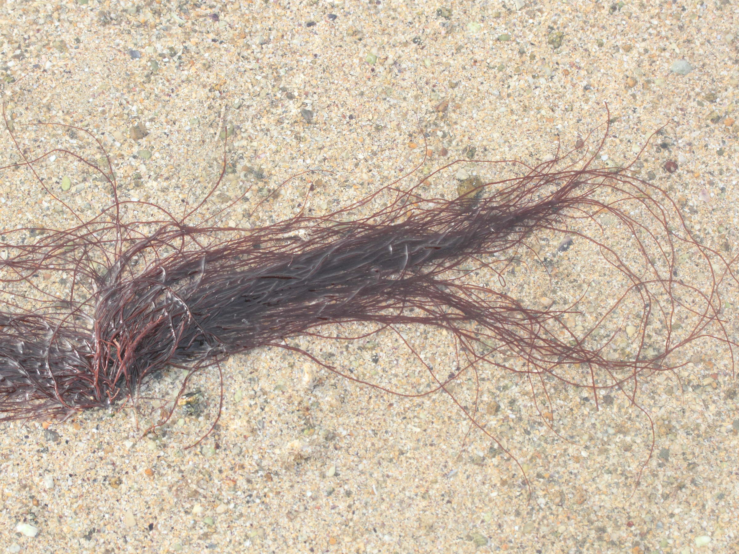 gracilaria_gracilis1md