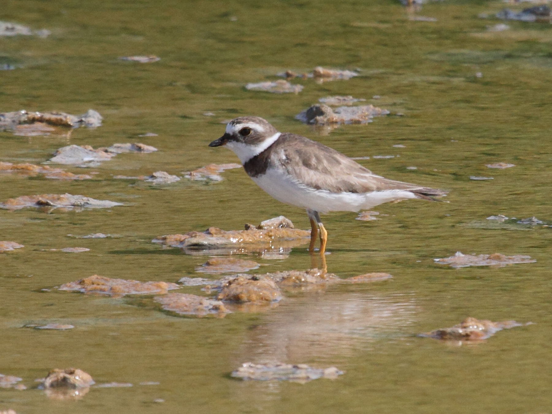 gravelot_semipalme_-_charadrius_semipalmatus3bd