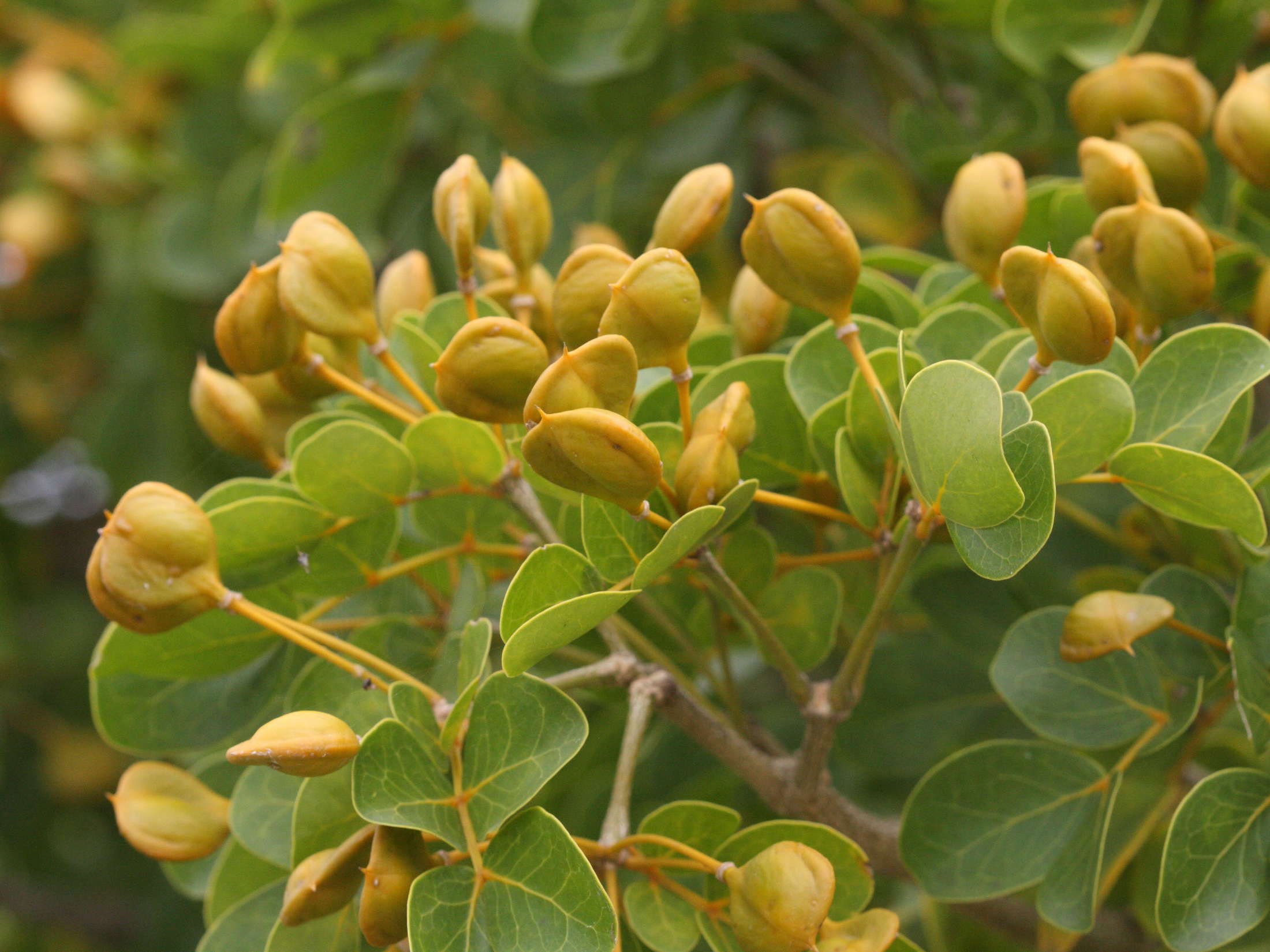 Afficher le média guaiacum_officinale4md guaiacum_officinale4md