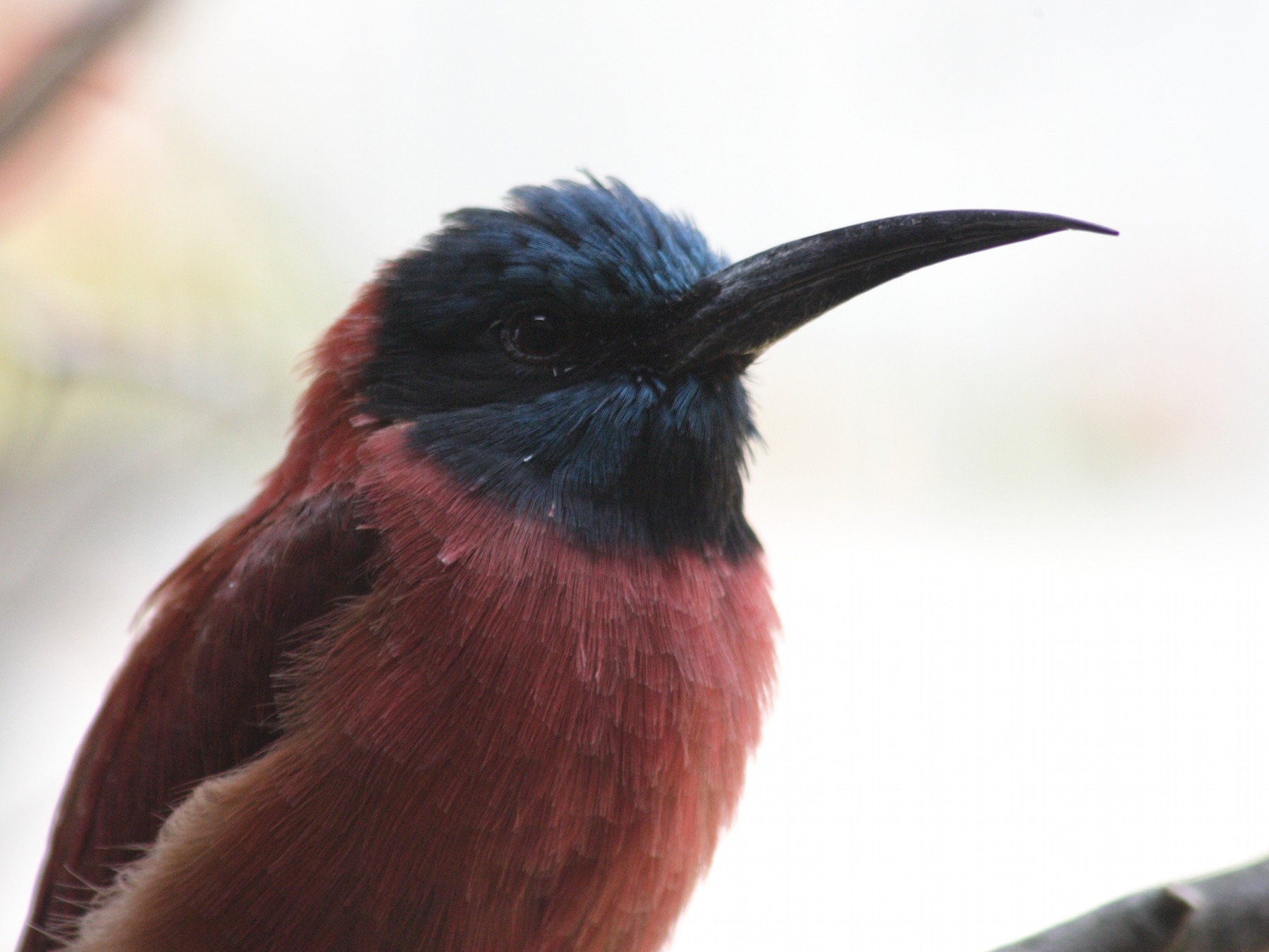 Afficher le média guepier_ecarlate_-_merops_nubicus_nubicus2sd guepier_ecarlate_-_merops_nubicus_nubicus2sd