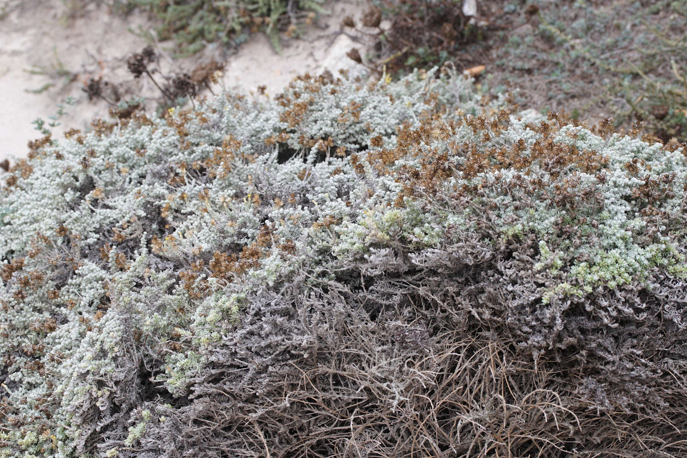 Afficher le média helichrysum_italicum_microphyllum1md helichrysum_italicum_microphyllum1md