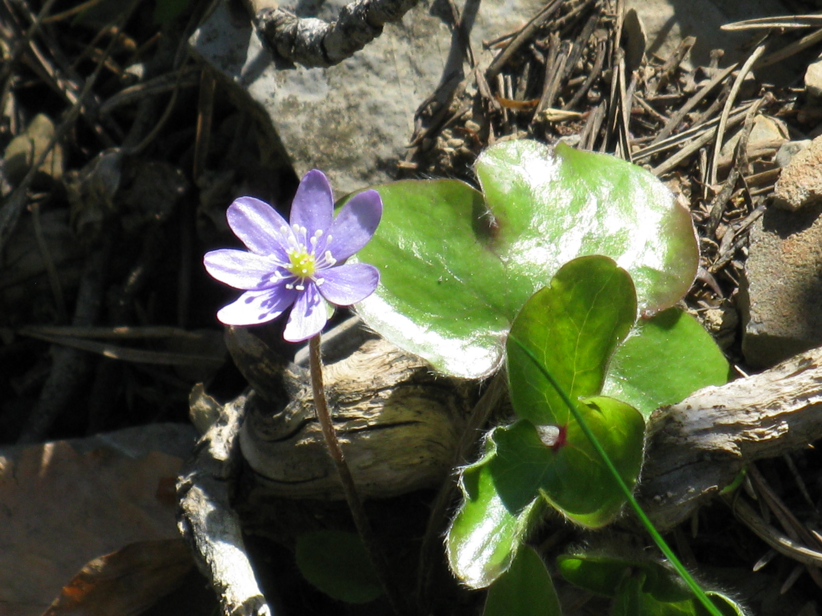 Afficher le média Hepatica_nobilis Hepatica_nobilis