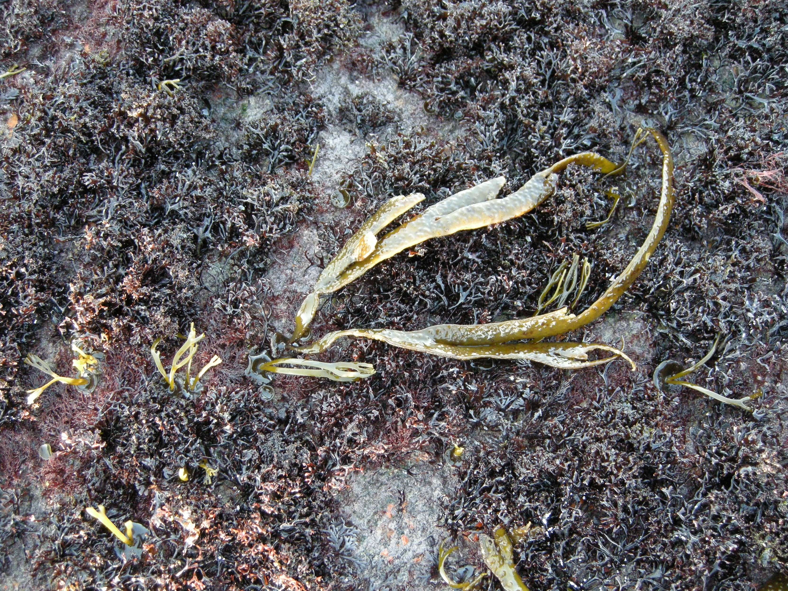 Afficher le média himanthalia_elongata2bd himanthalia_elongata2bd