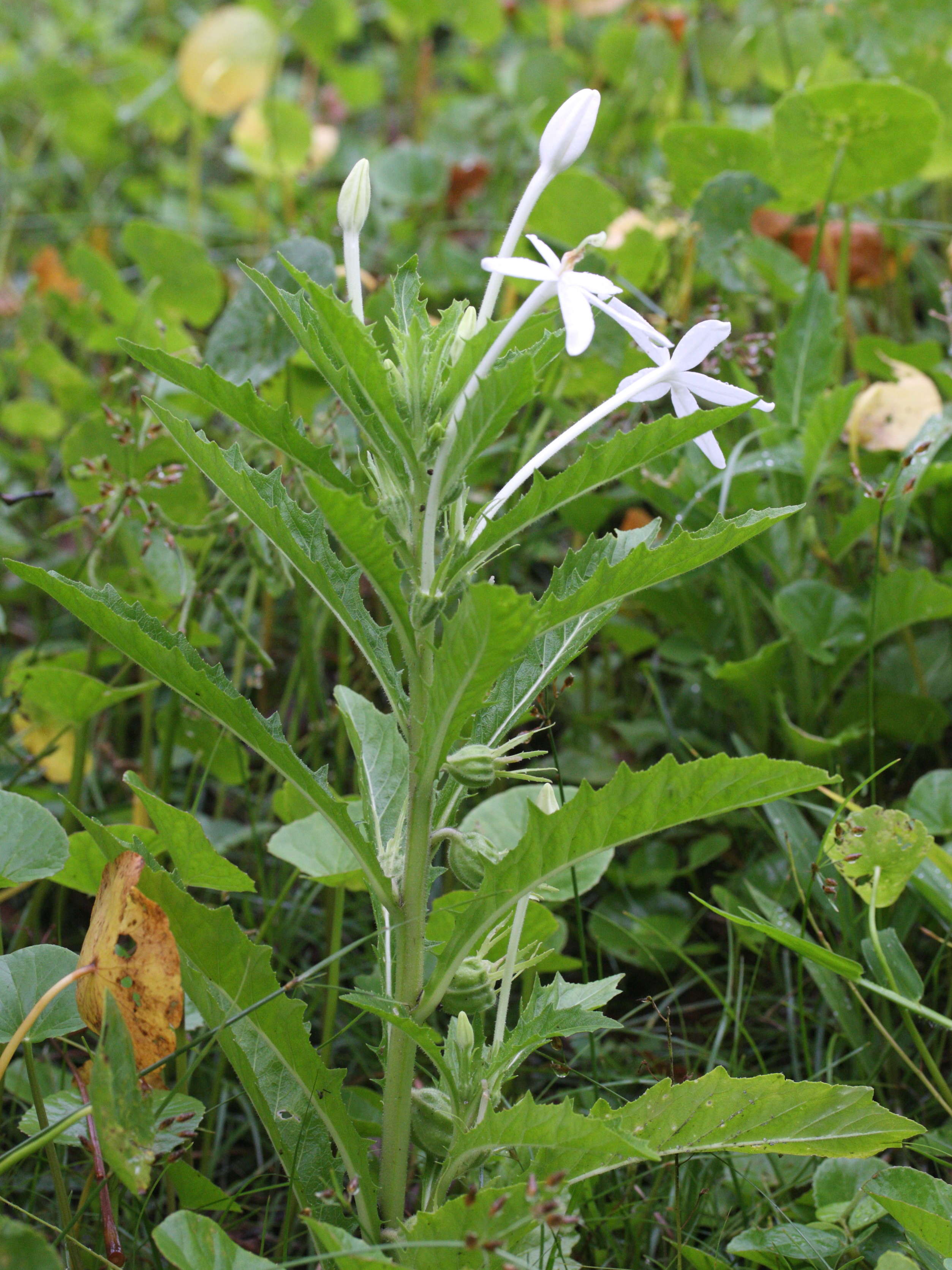 Afficher le média hippobroma_longiflora3md hippobroma_longiflora3md