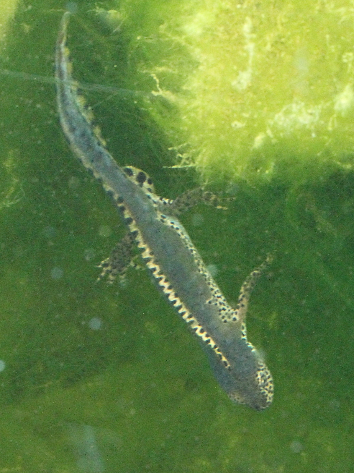 ichthyosaura_alpestris4bd