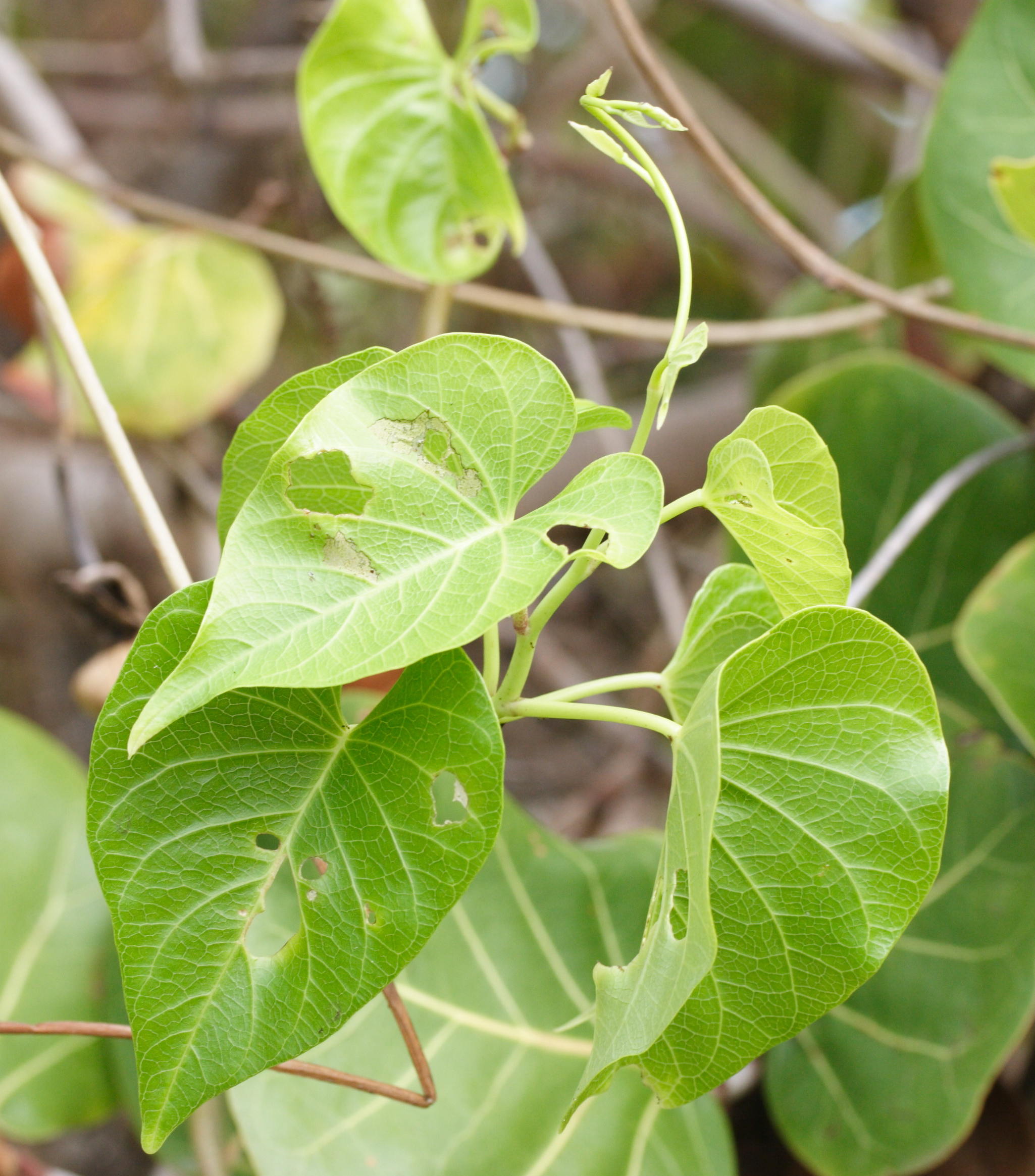 ipomoea_violacea3md