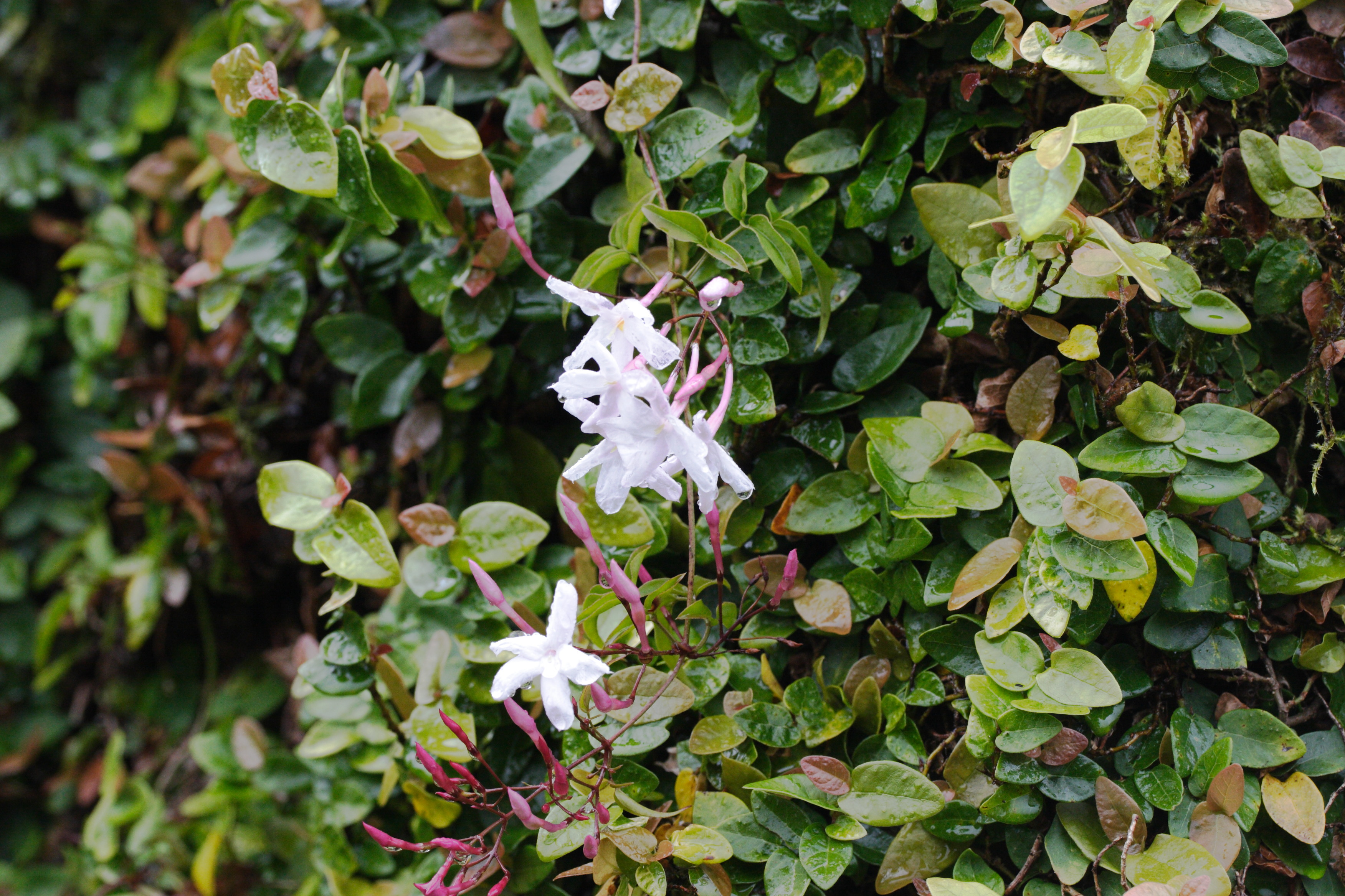 Afficher le média jasminum_grandiflorum1md jasminum_grandiflorum1md