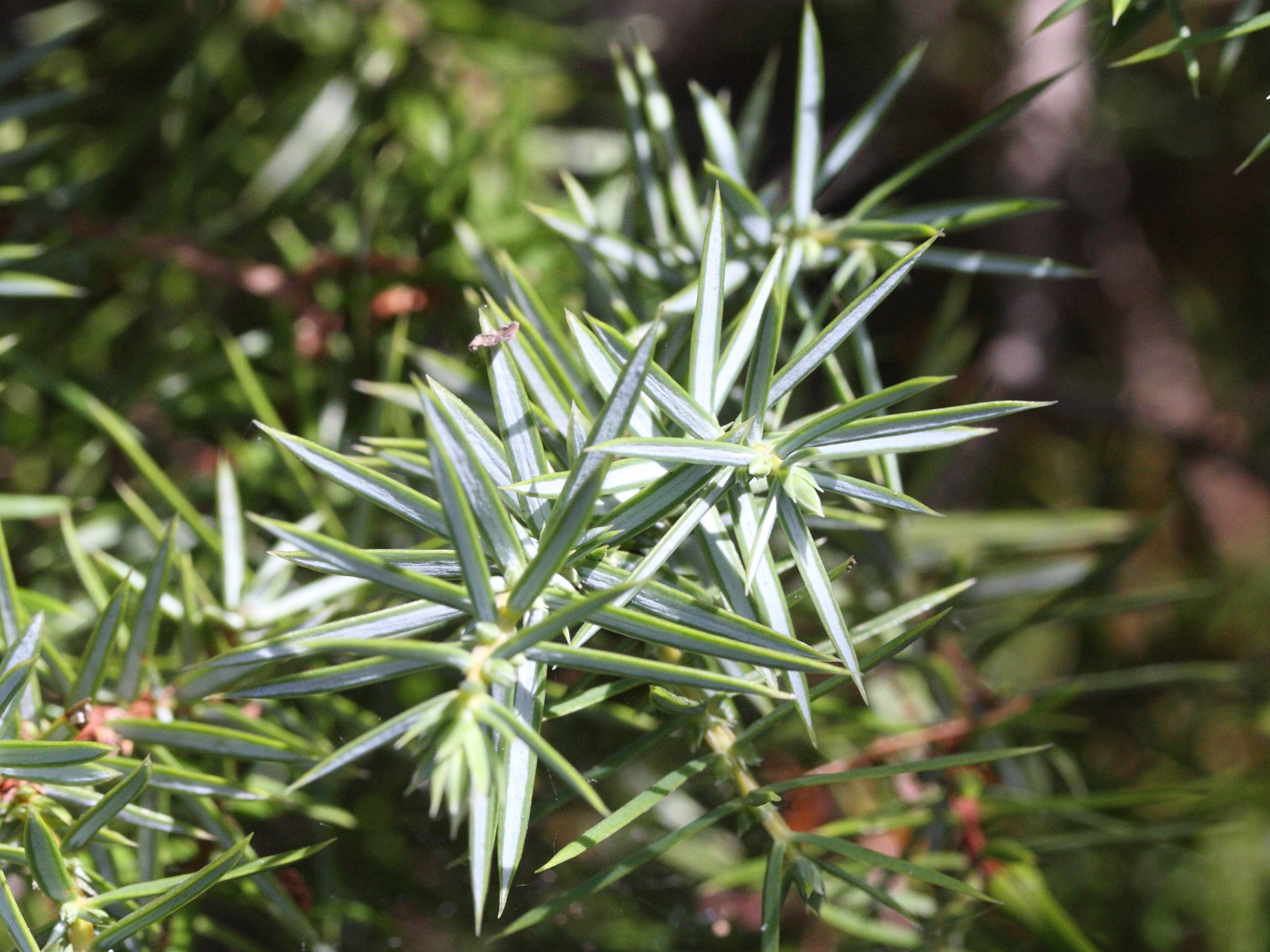 juniperus_communis6md