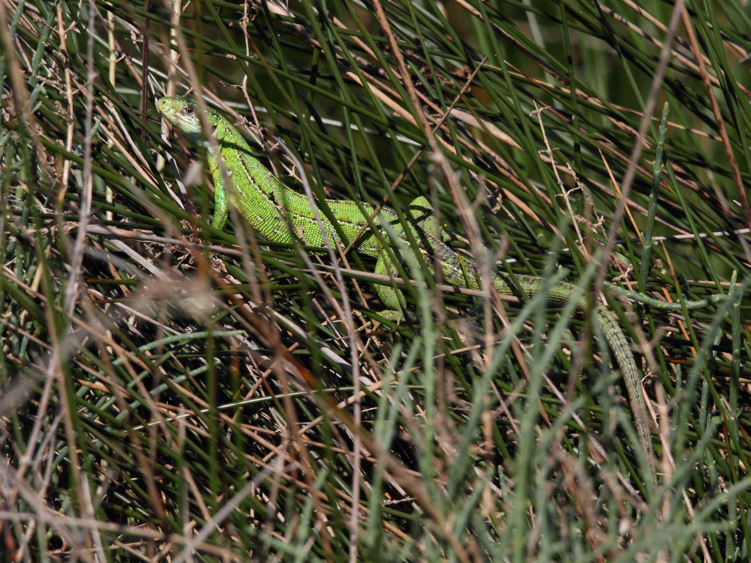 lacerta_bilineata4md