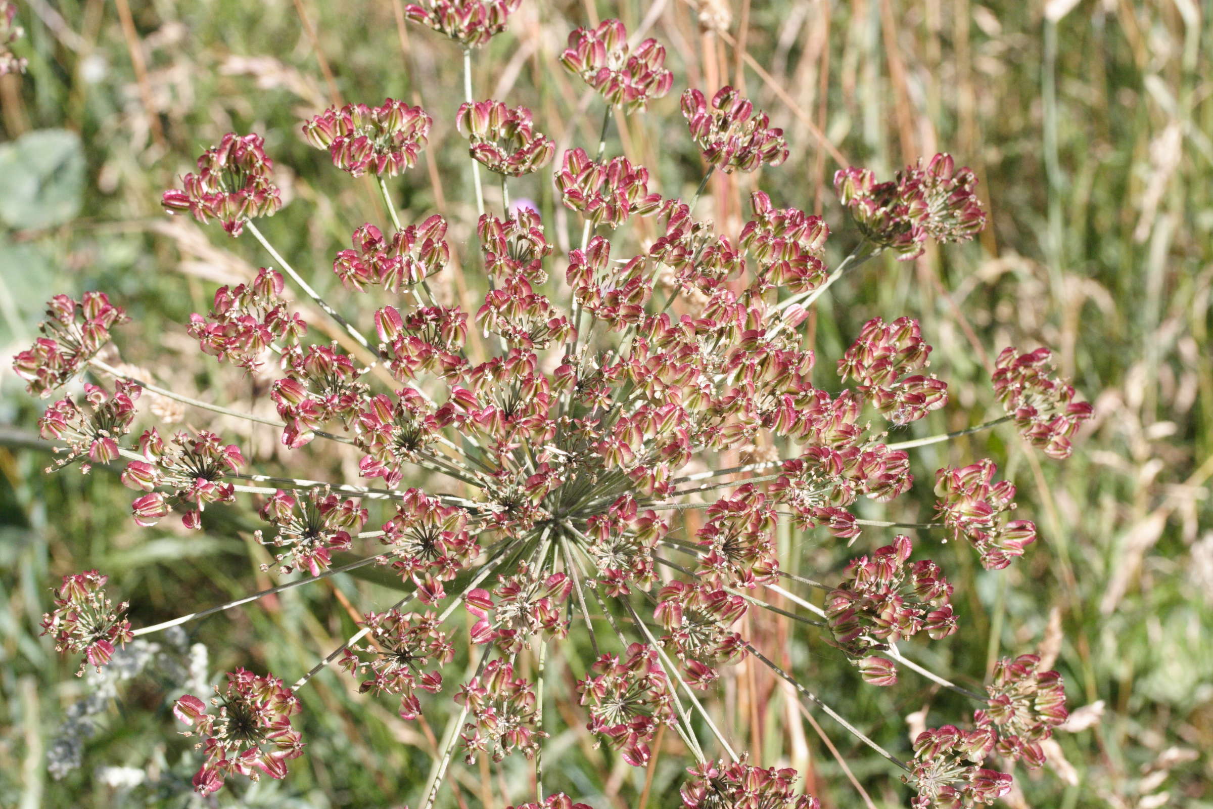 Afficher le média laserpitium_latifolium3md laserpitium_latifolium3md