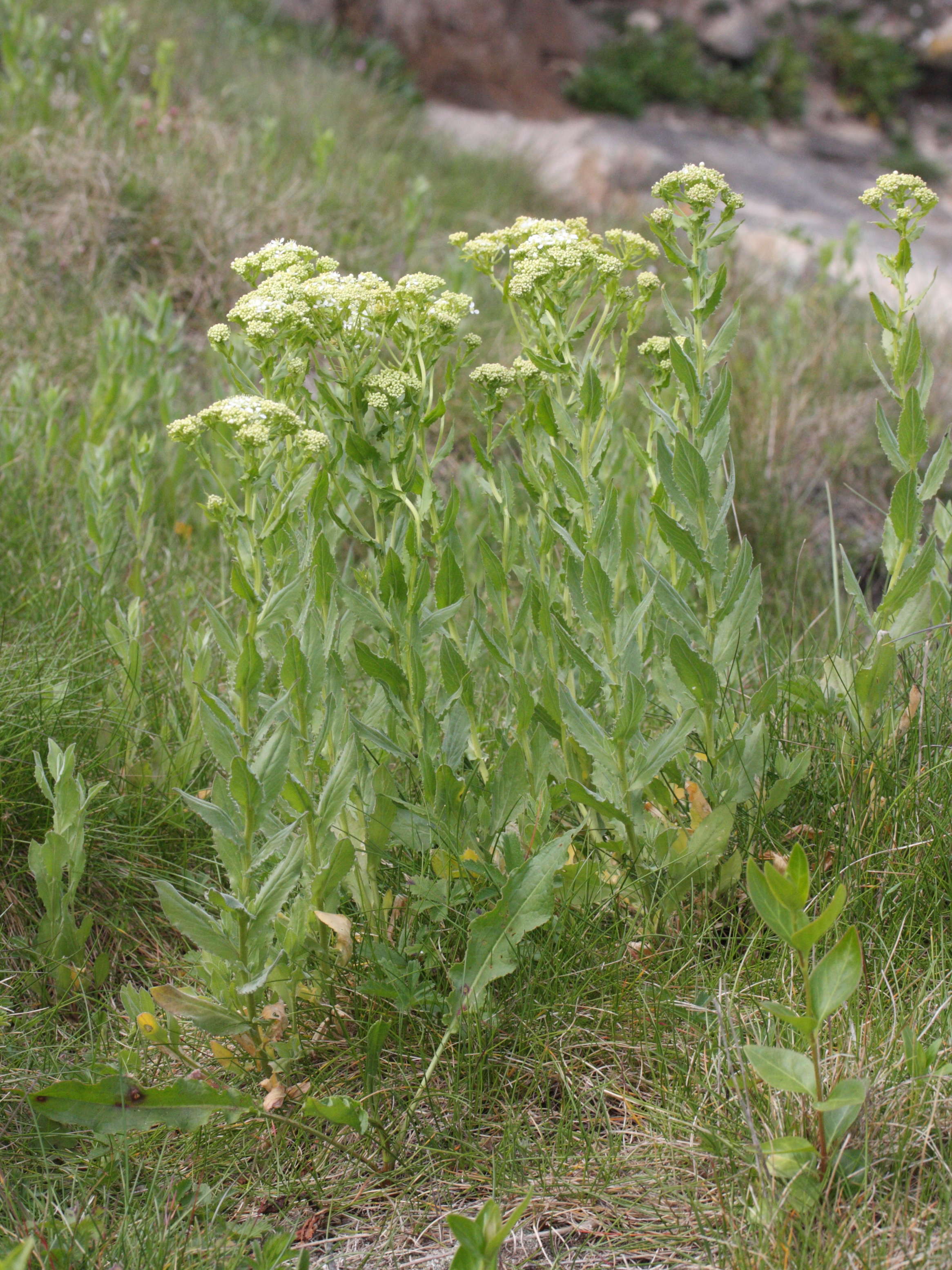 lepidium_draba1amd