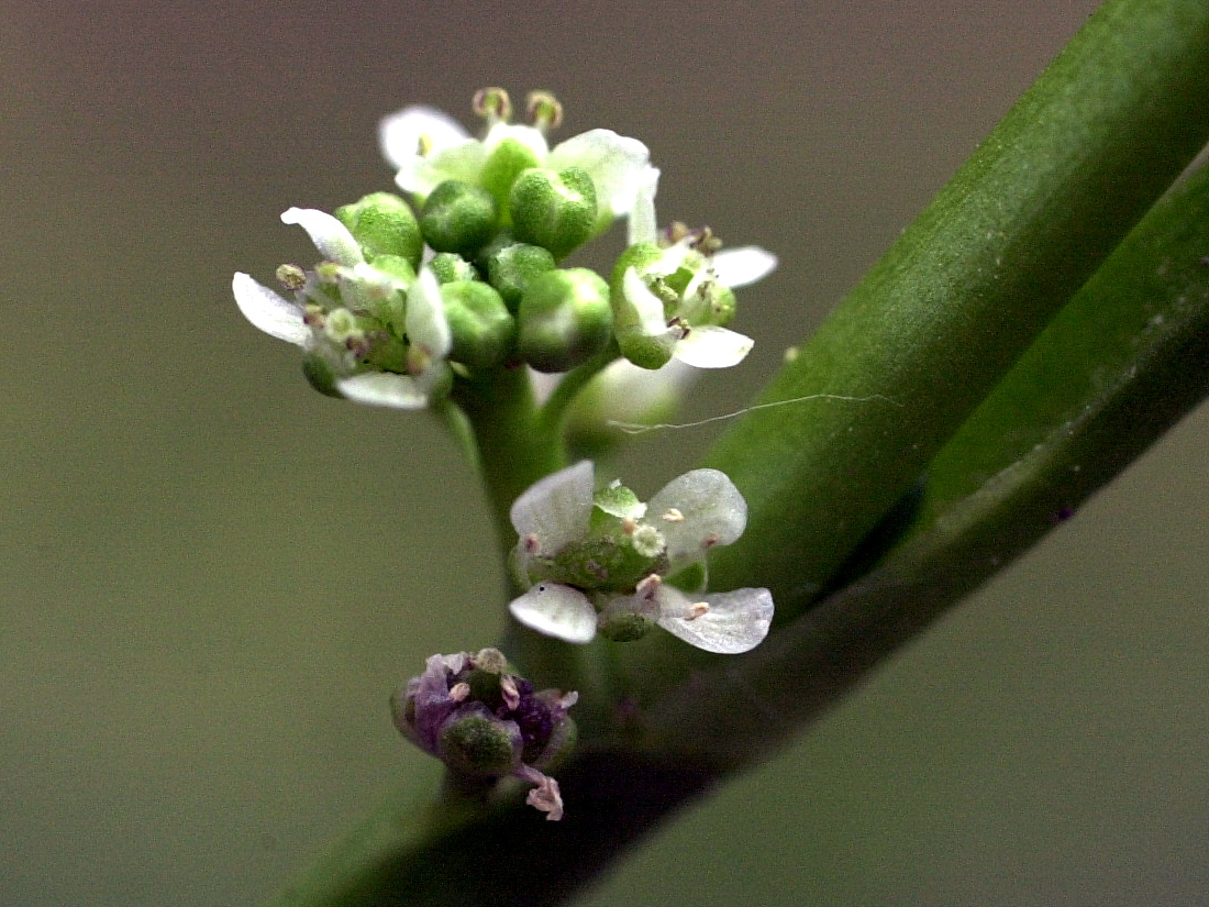 Lepidium_squamatum