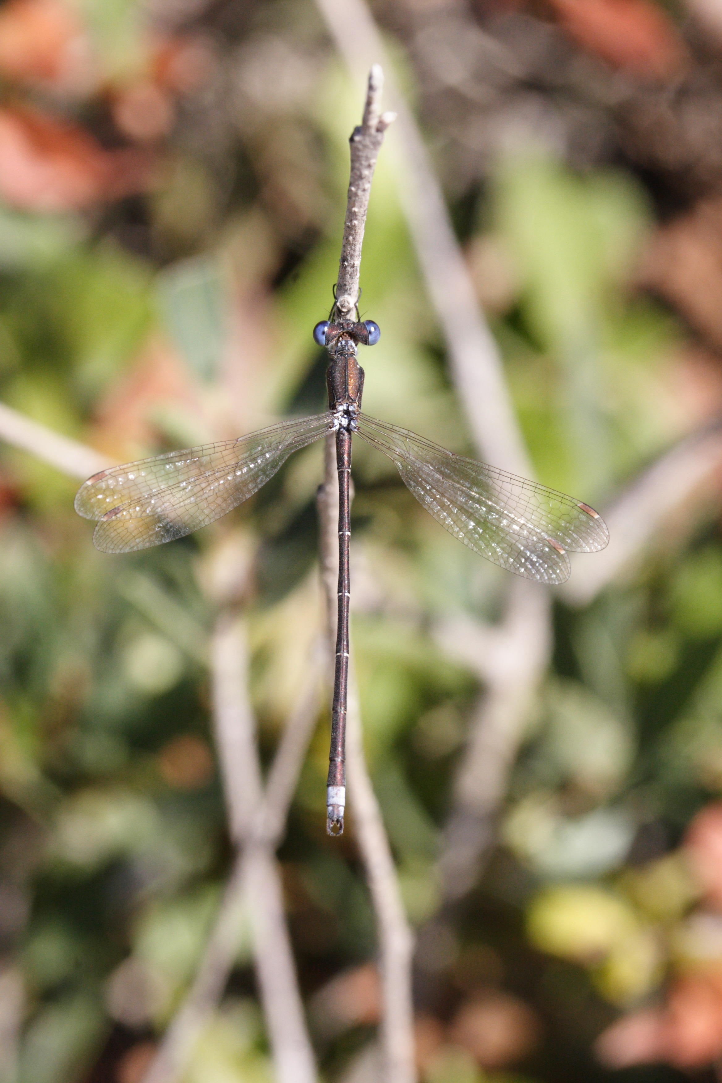 lestes_dryas4md