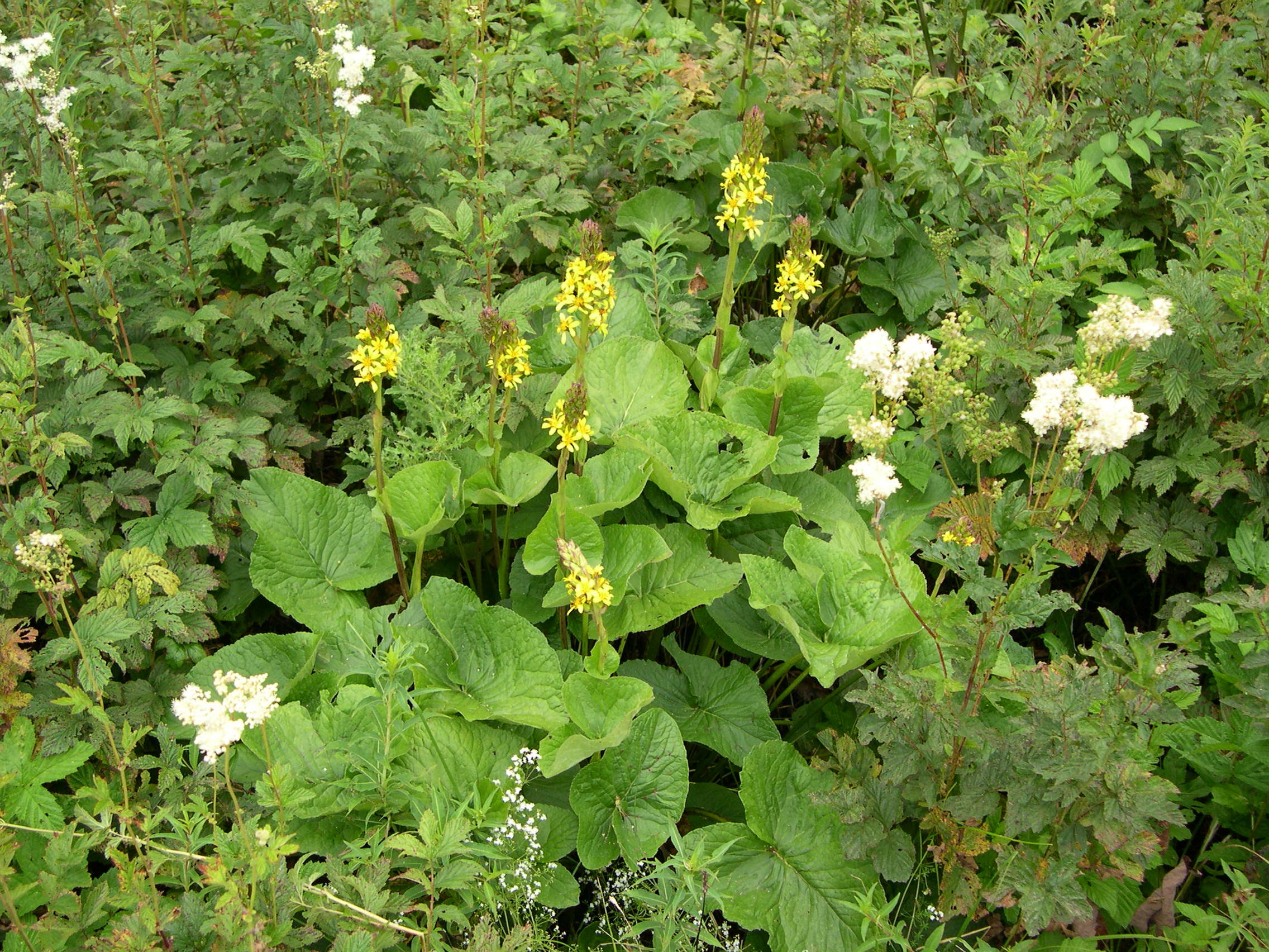 ligularia_sibirica3md