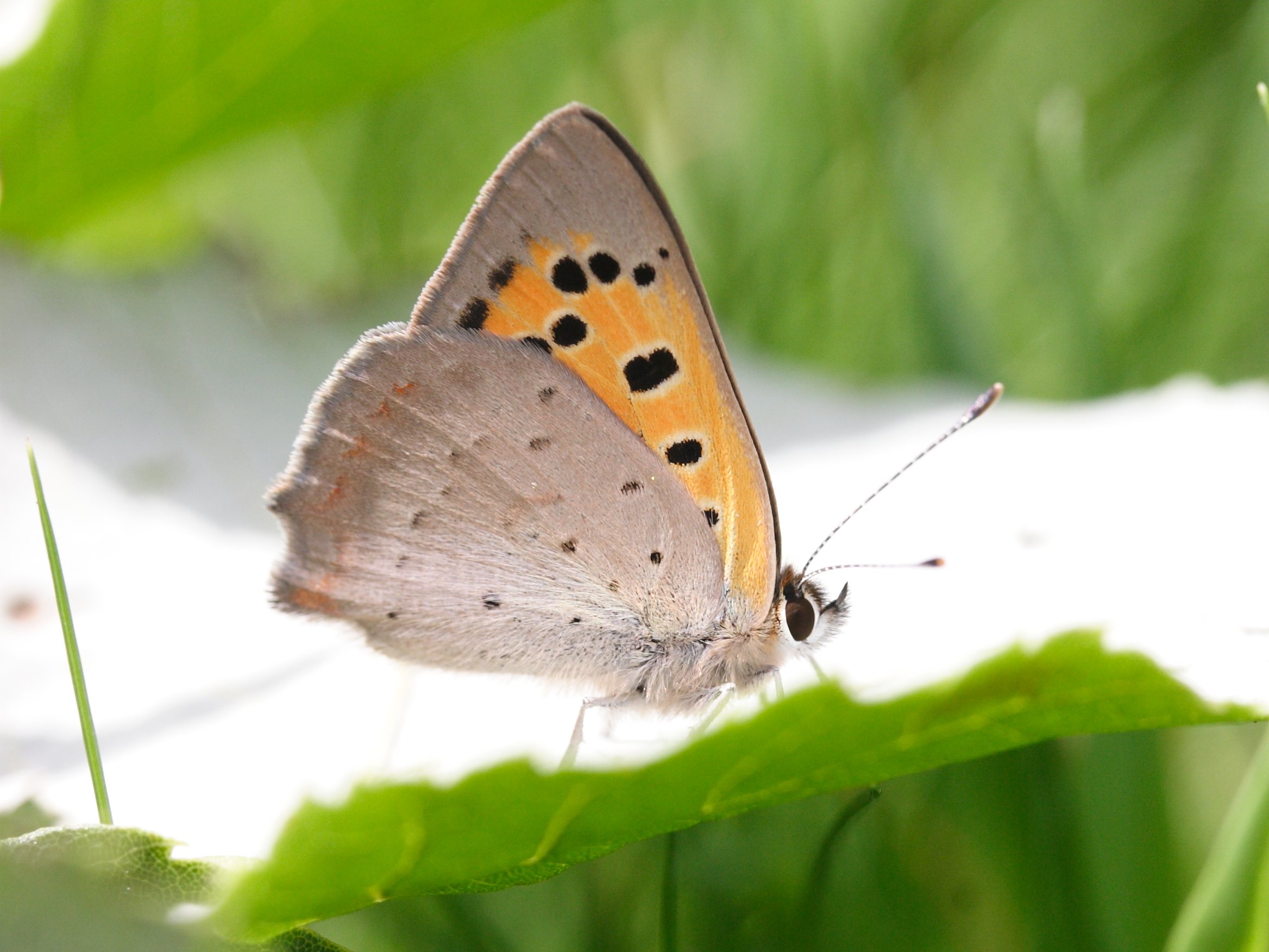 lycaena_phlaeas3md