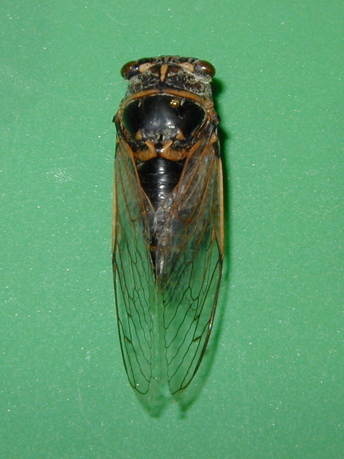 lyristes_plebejus1md