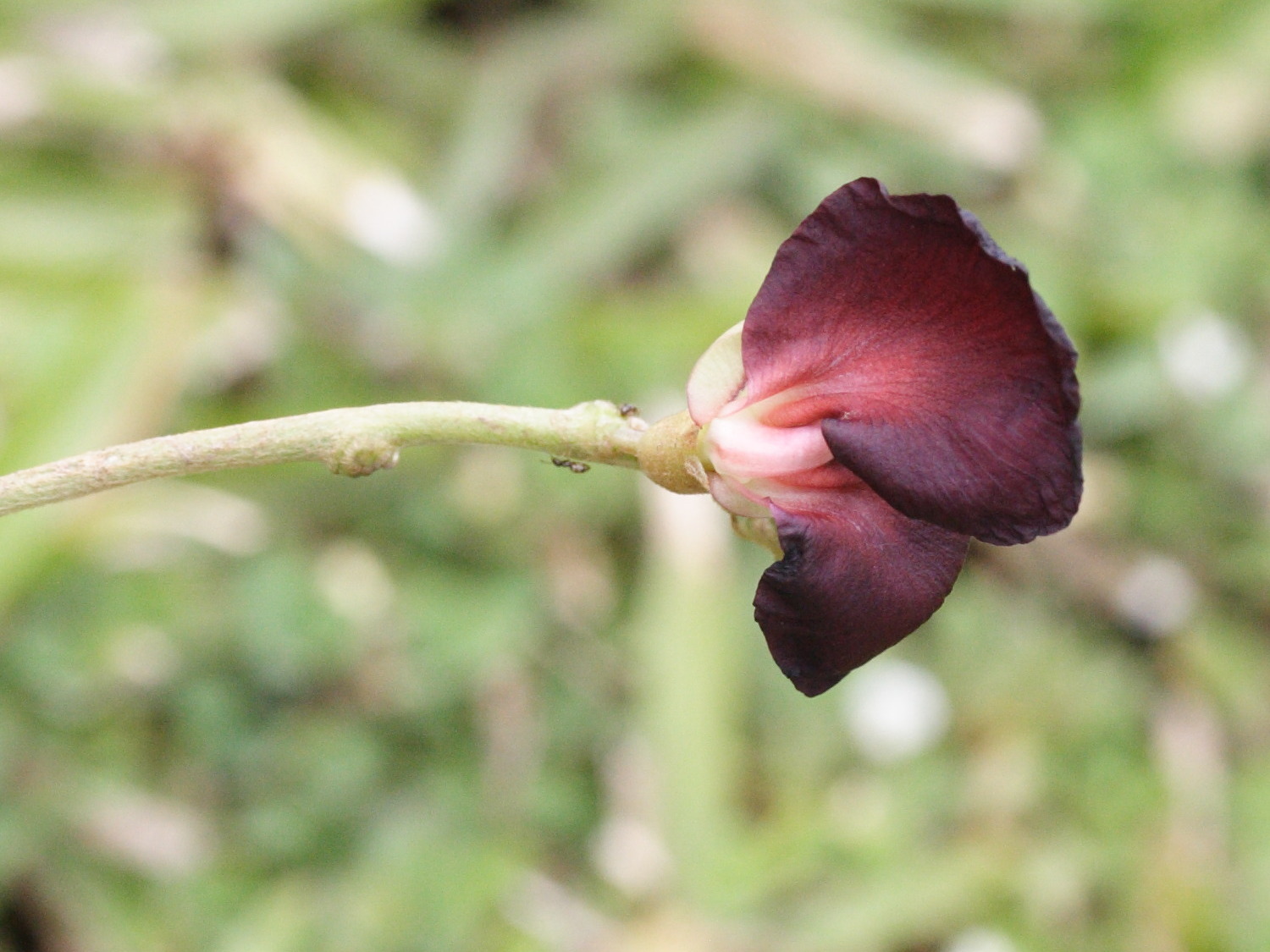 macroptilium_atropurpureum1md