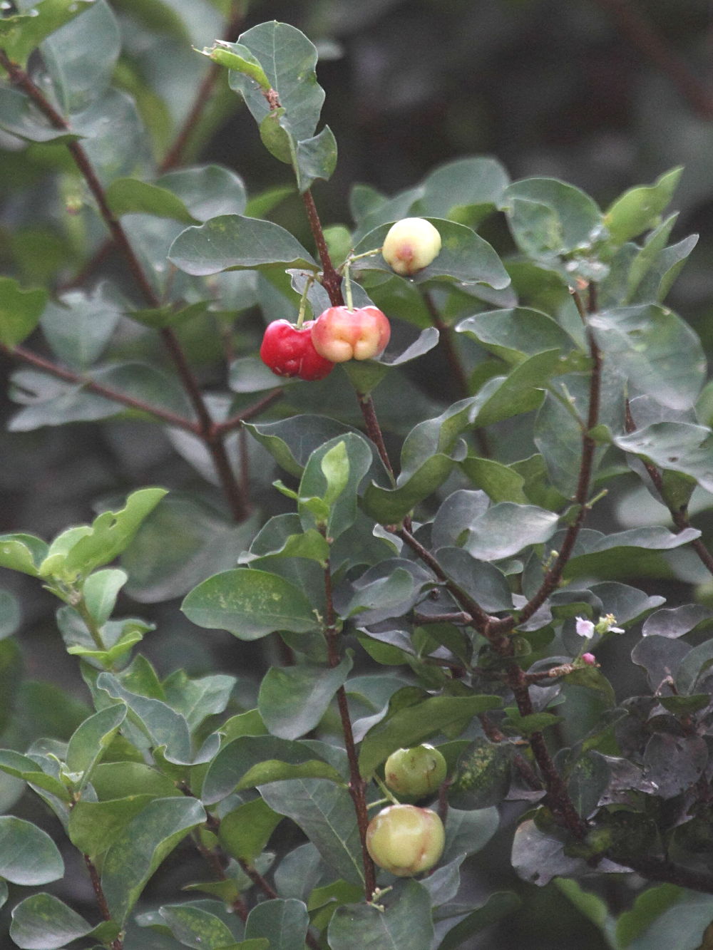 malpighia_emarginata5md