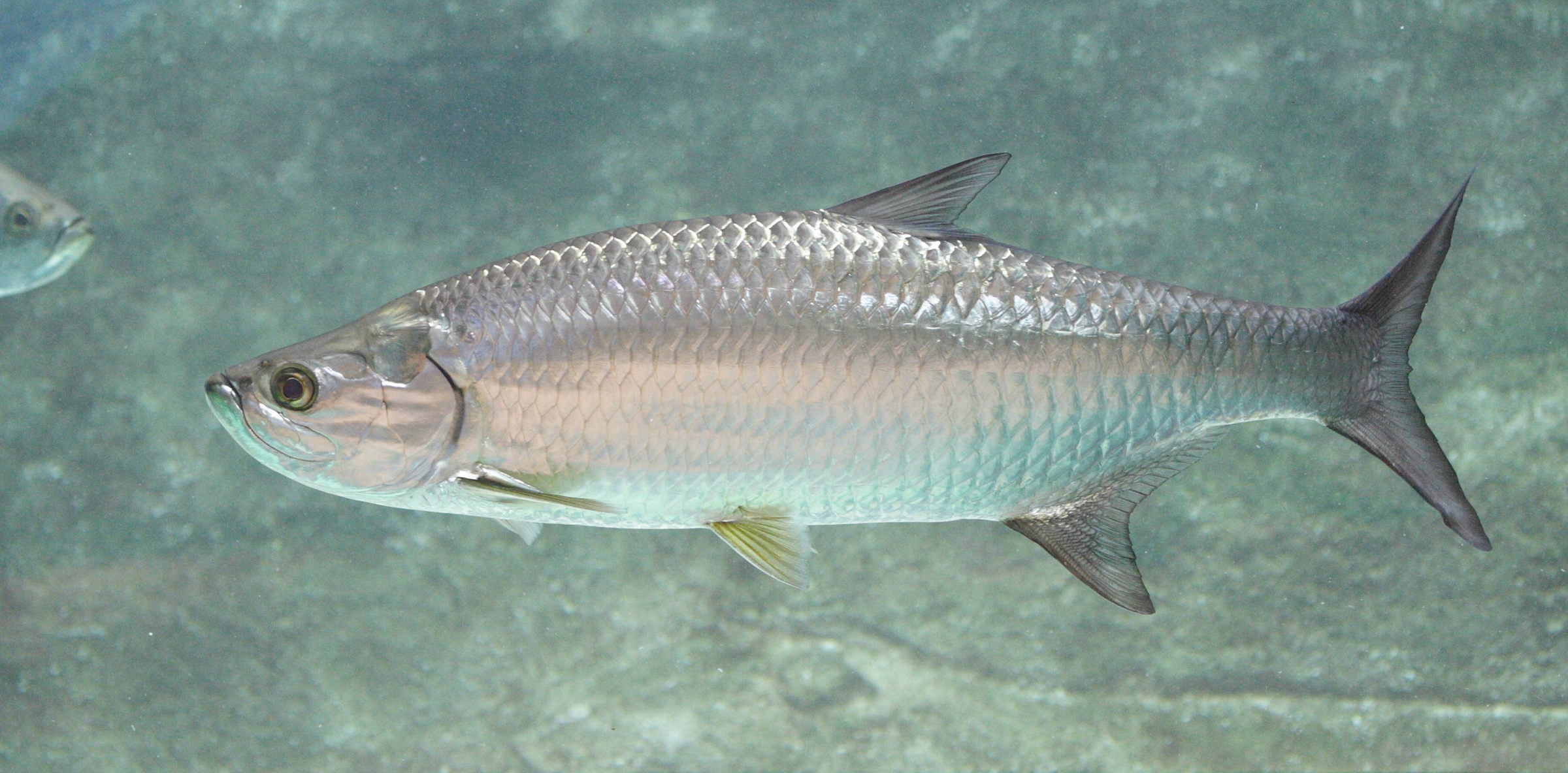 megalops_atlanticus3md