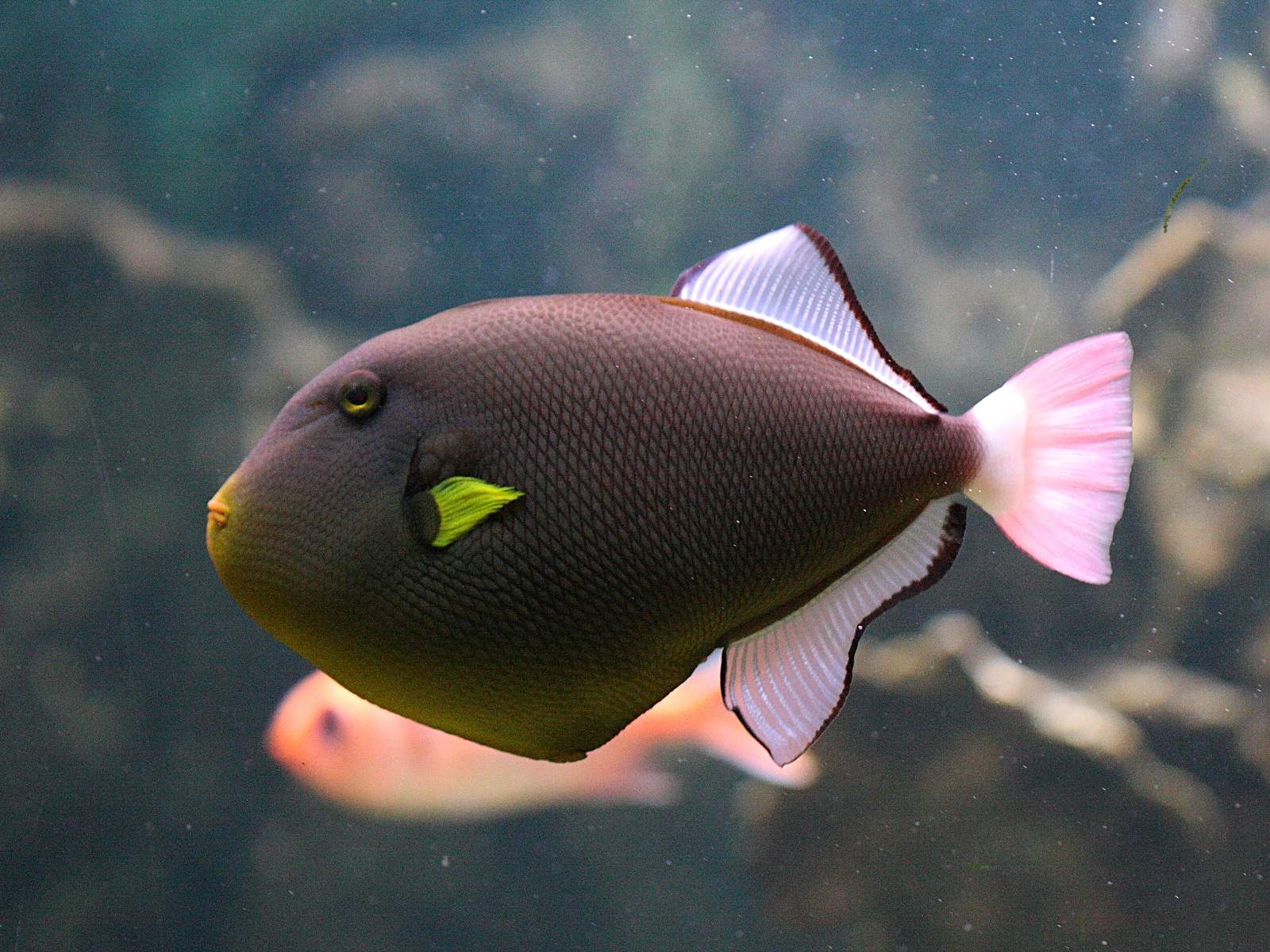 Afficher le média melichthys_vidua3bd melichthys_vidua3bd