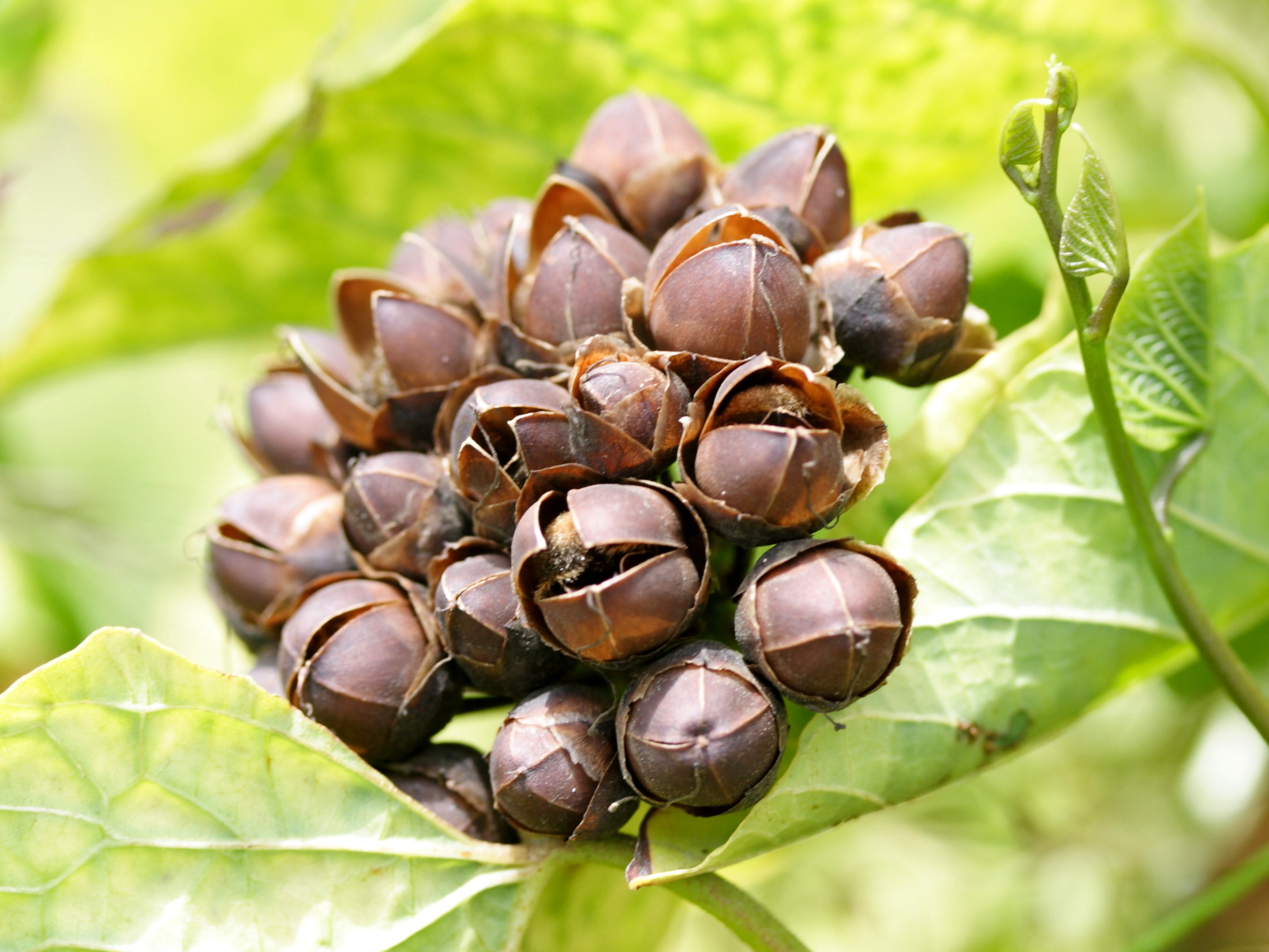 merremia_umbellata2md