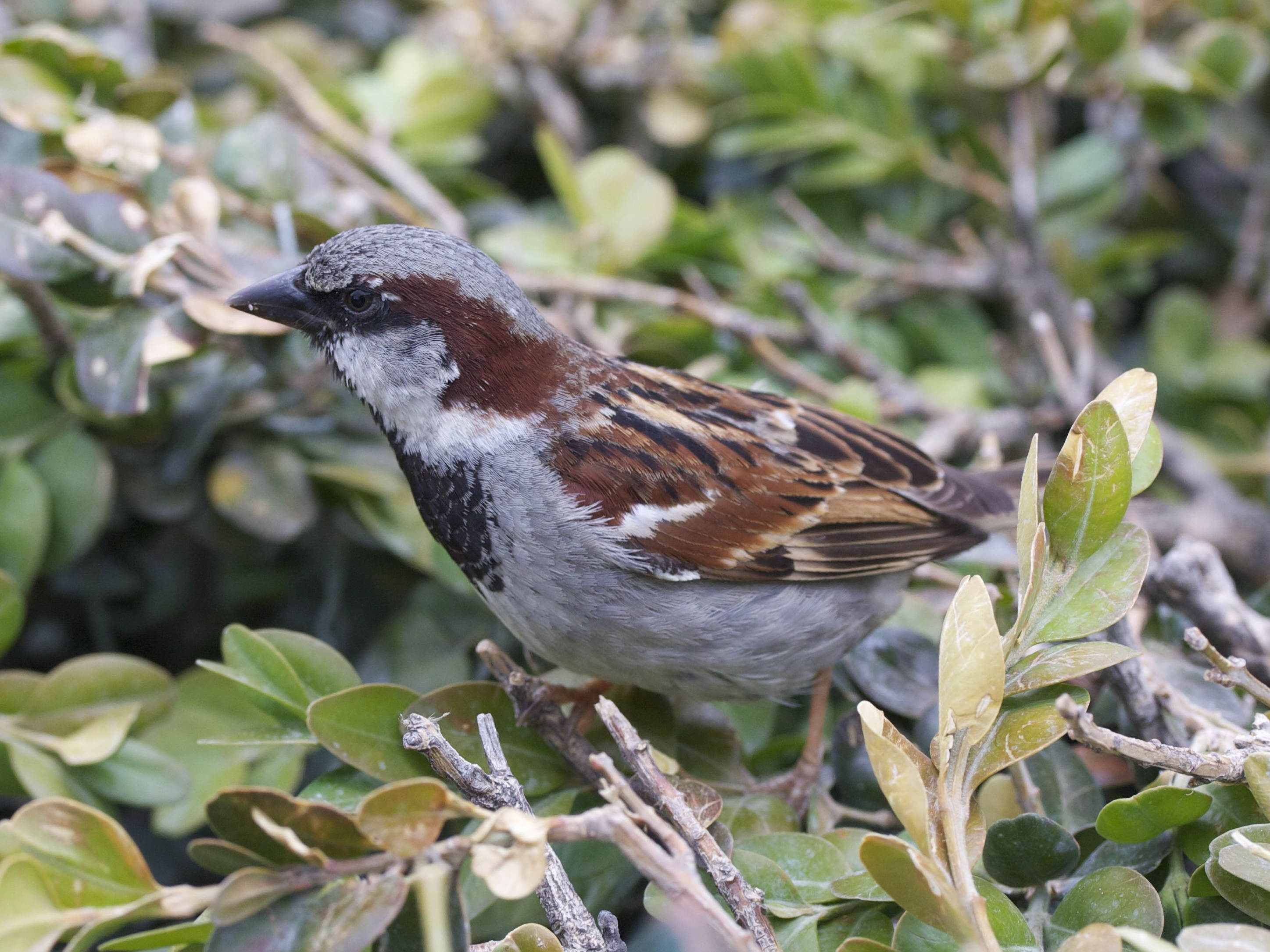 moineau_domestique_-_passer_domesticus2md