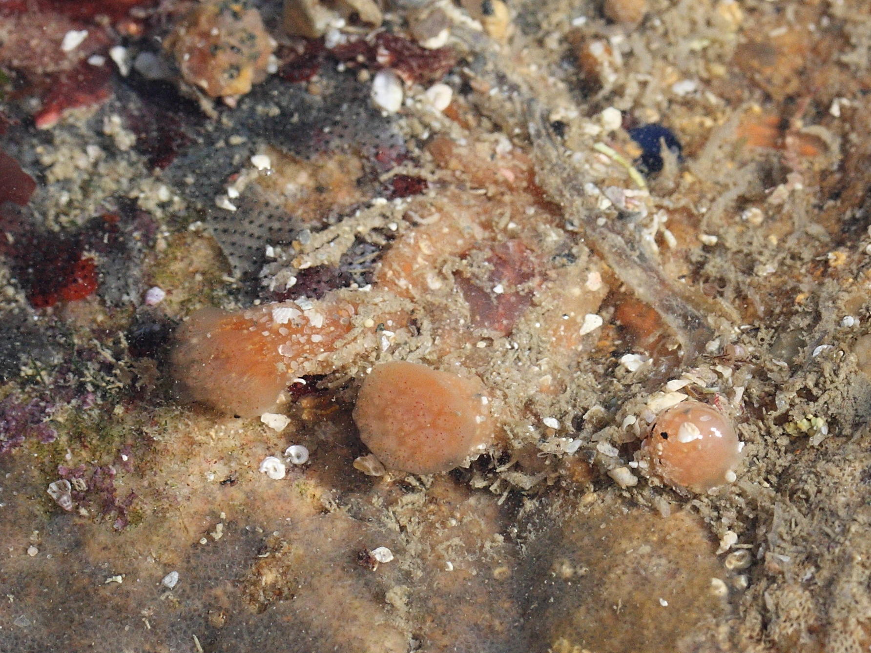 morchellium_argus1md